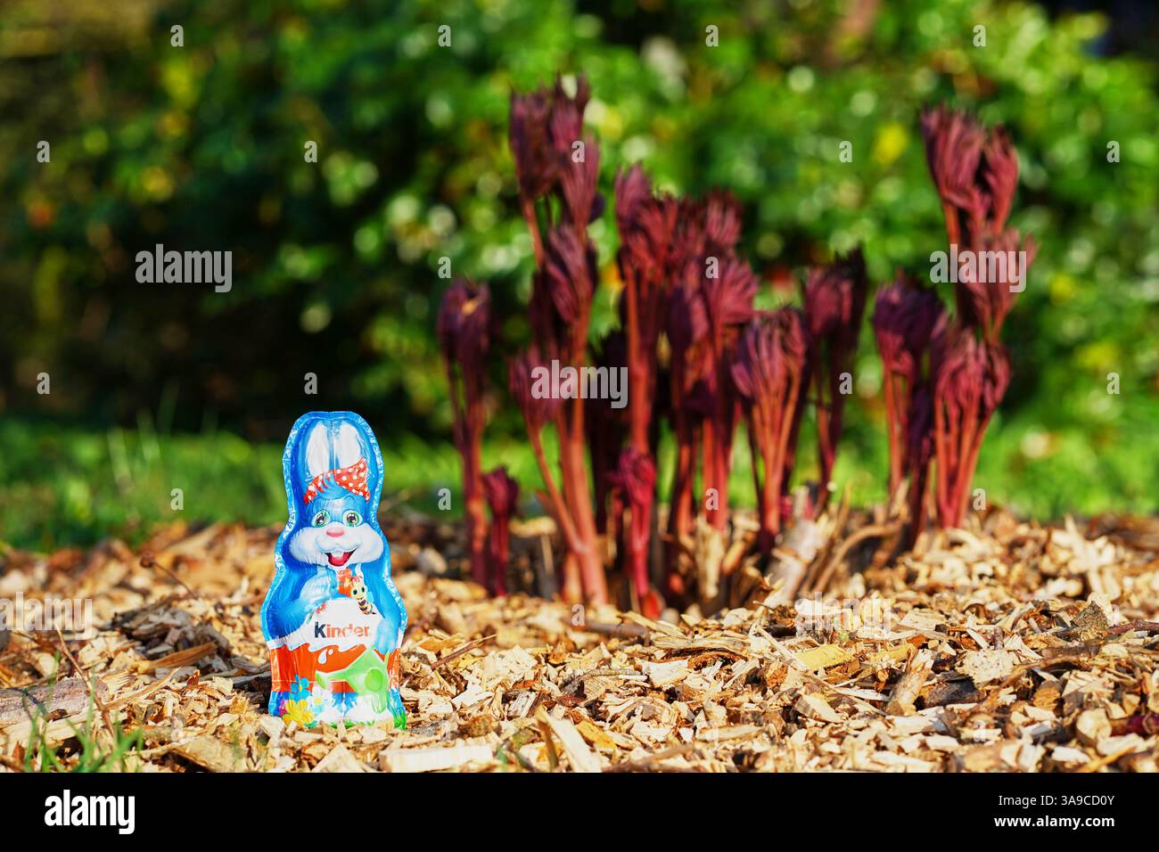 Stoccarda, Germania - 30 marzo 2025: 1 coniglietto pasquale blu di cioccolato per bambini (Kinder Schokolade) siede su boschi di piante rosse in un giardino vivace Foto Stock