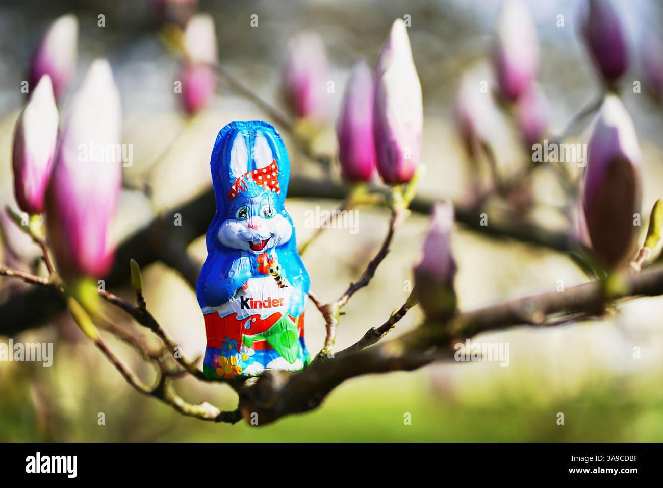 Stoccarda, Germania - 27 marzo 2025: 1 coniglietto pasquale blu di cioccolato per bambini (Kinder Schokolade), siede su rami di magnolia in fiore, da gemme rosa Foto Stock