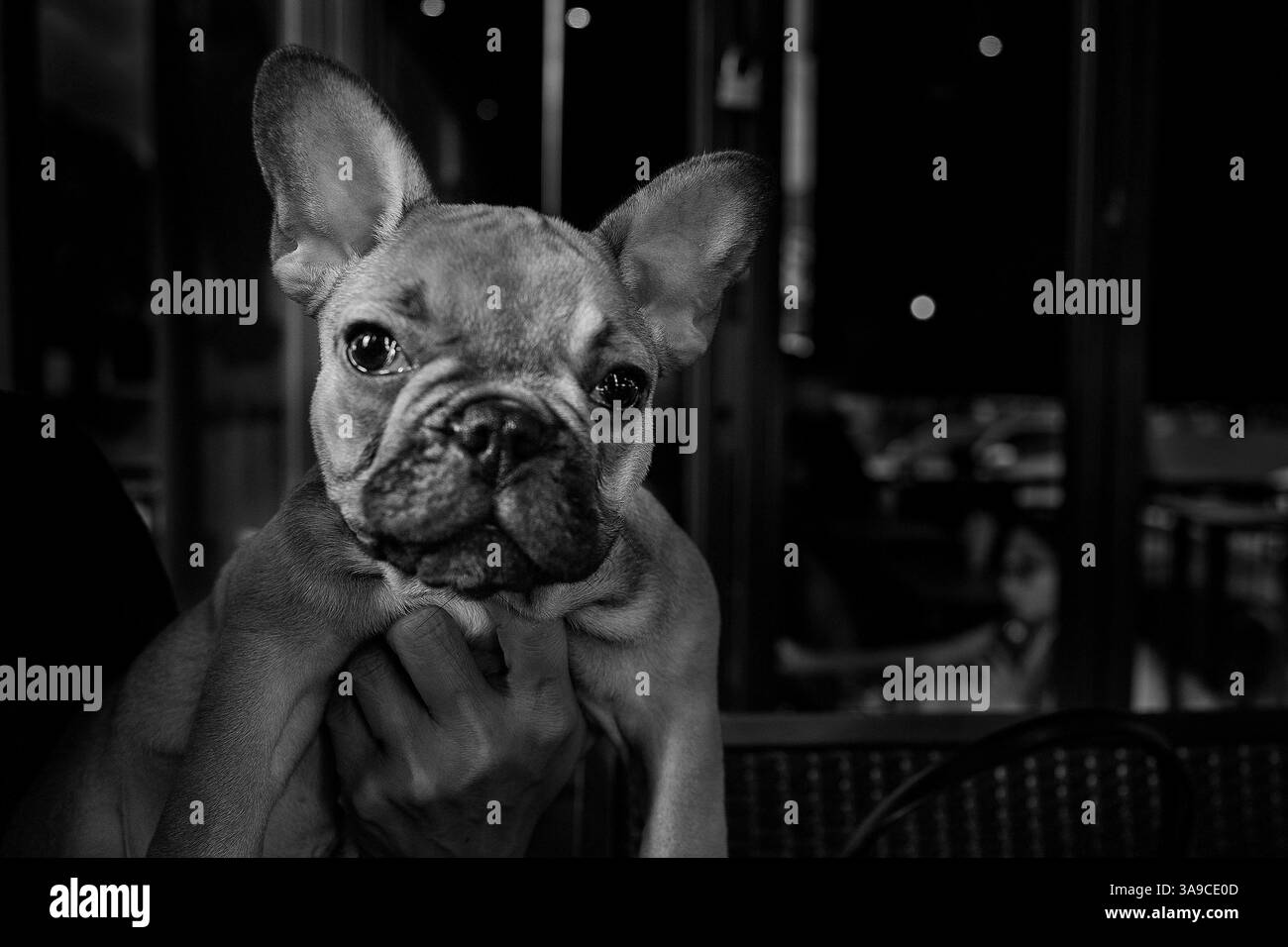 Carino bulldog cucciolo francese Foto Stock