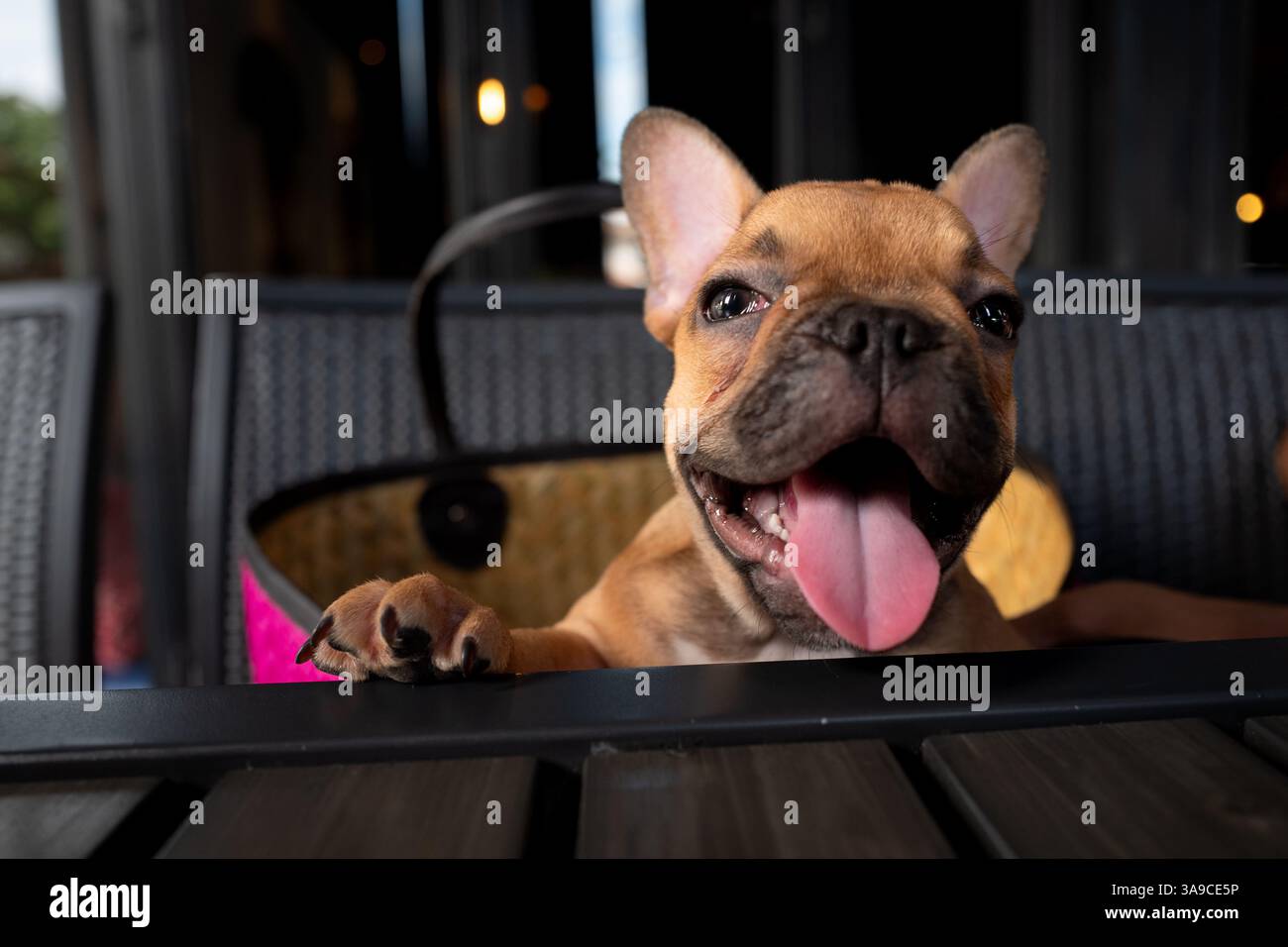 Carino bulldog cucciolo francese marrone Foto Stock