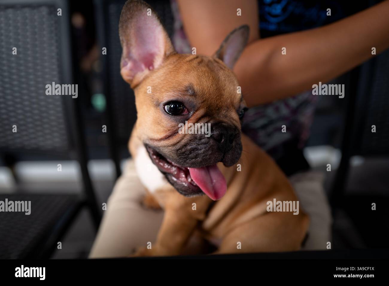 Carino bulldog cucciolo francese marrone Foto Stock