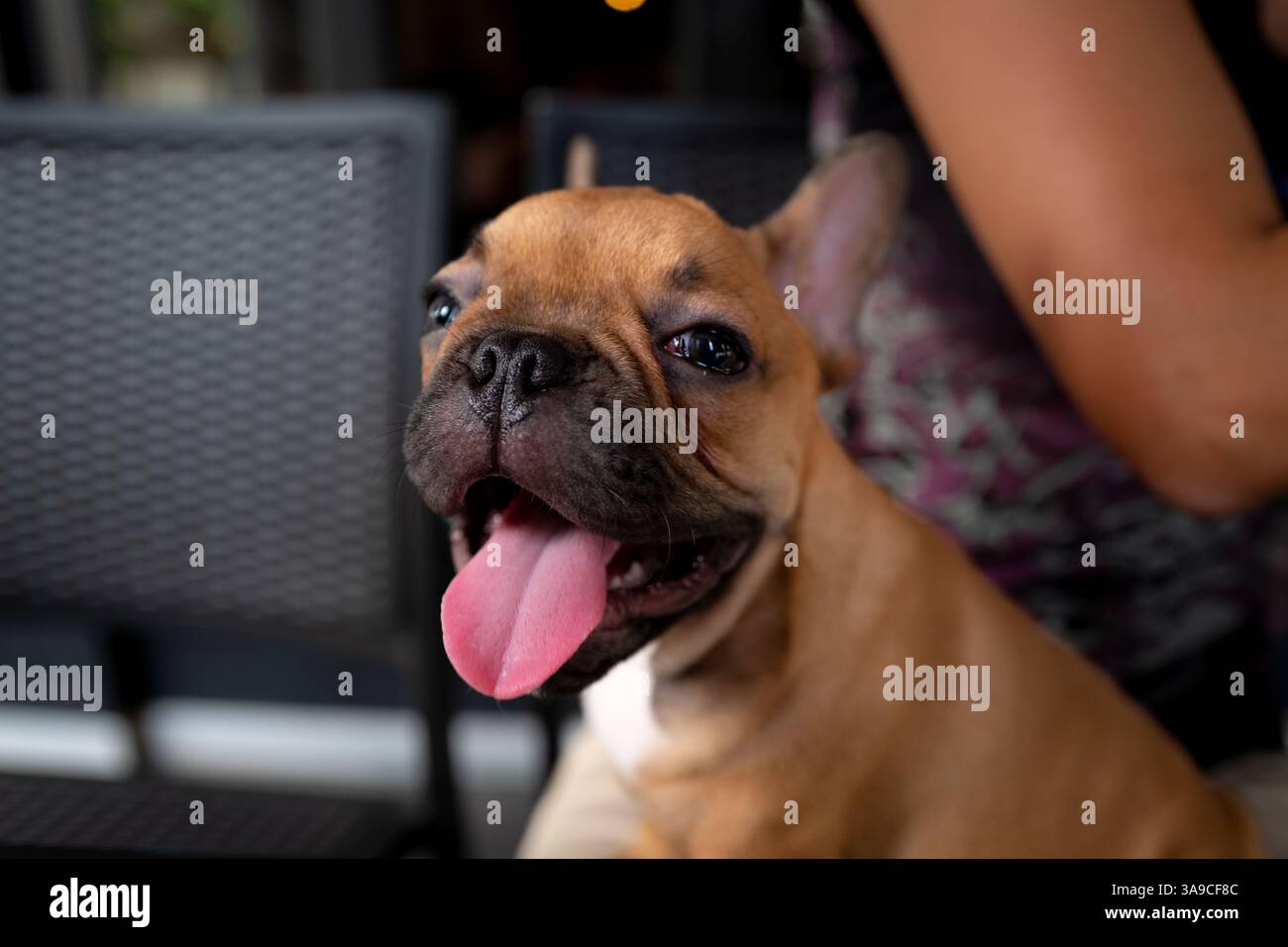 Carino bulldog cucciolo francese marrone Foto Stock