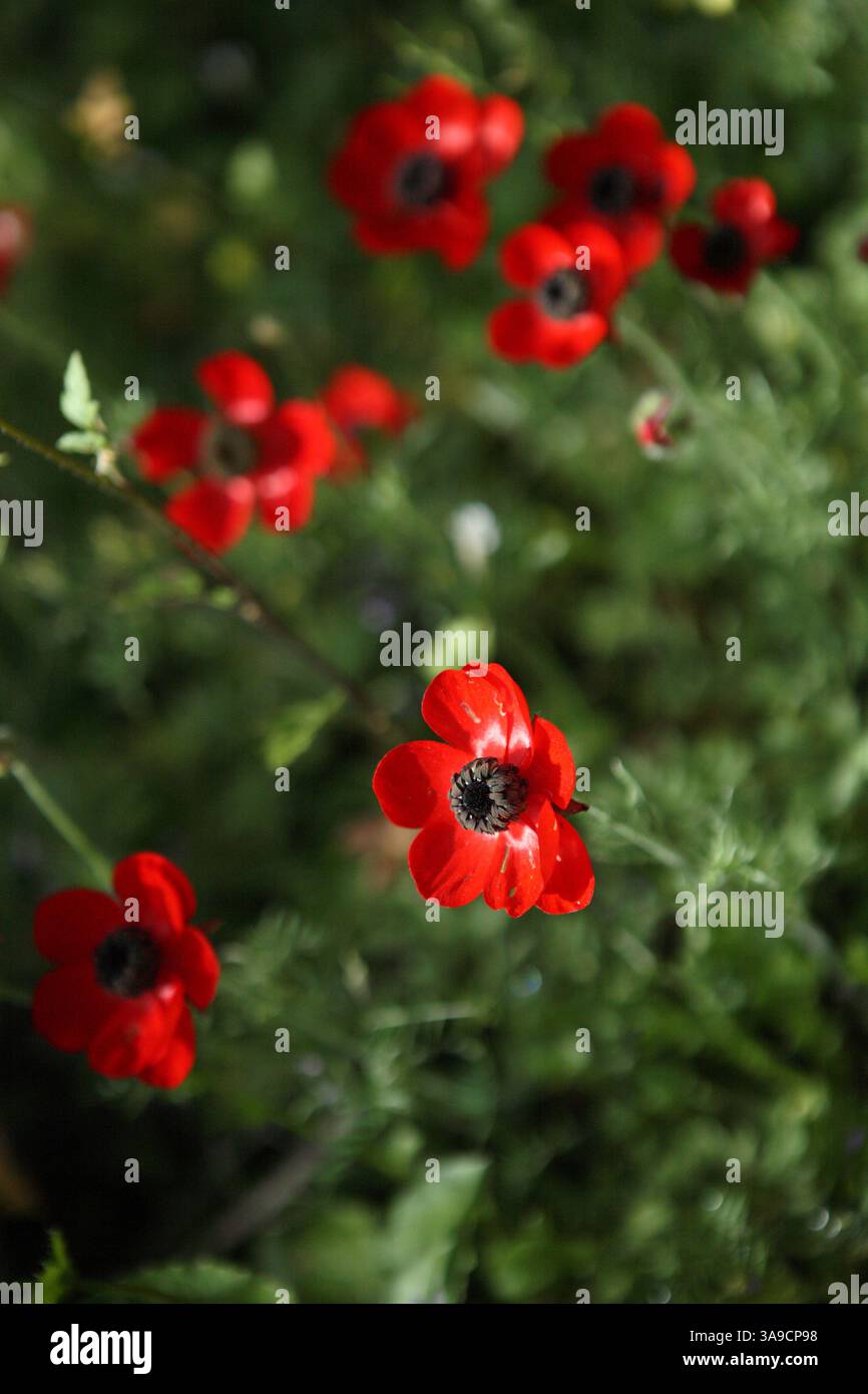 Red Persian Buttercup, Turban Buttercup, Scarlet Crowfoot o Ranunculus Asiaticus fiori selvatici della famiglia Ranunculaceae, foresta di Gerusalemme. Foto Stock