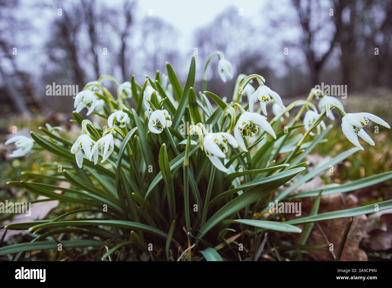 Uno scatto ravvicinato con un gruppo di gocce di neve che fioriscono con grazia in un ambiente primaverile. I petali a forma di goccia si distinguono contro un Foto Stock