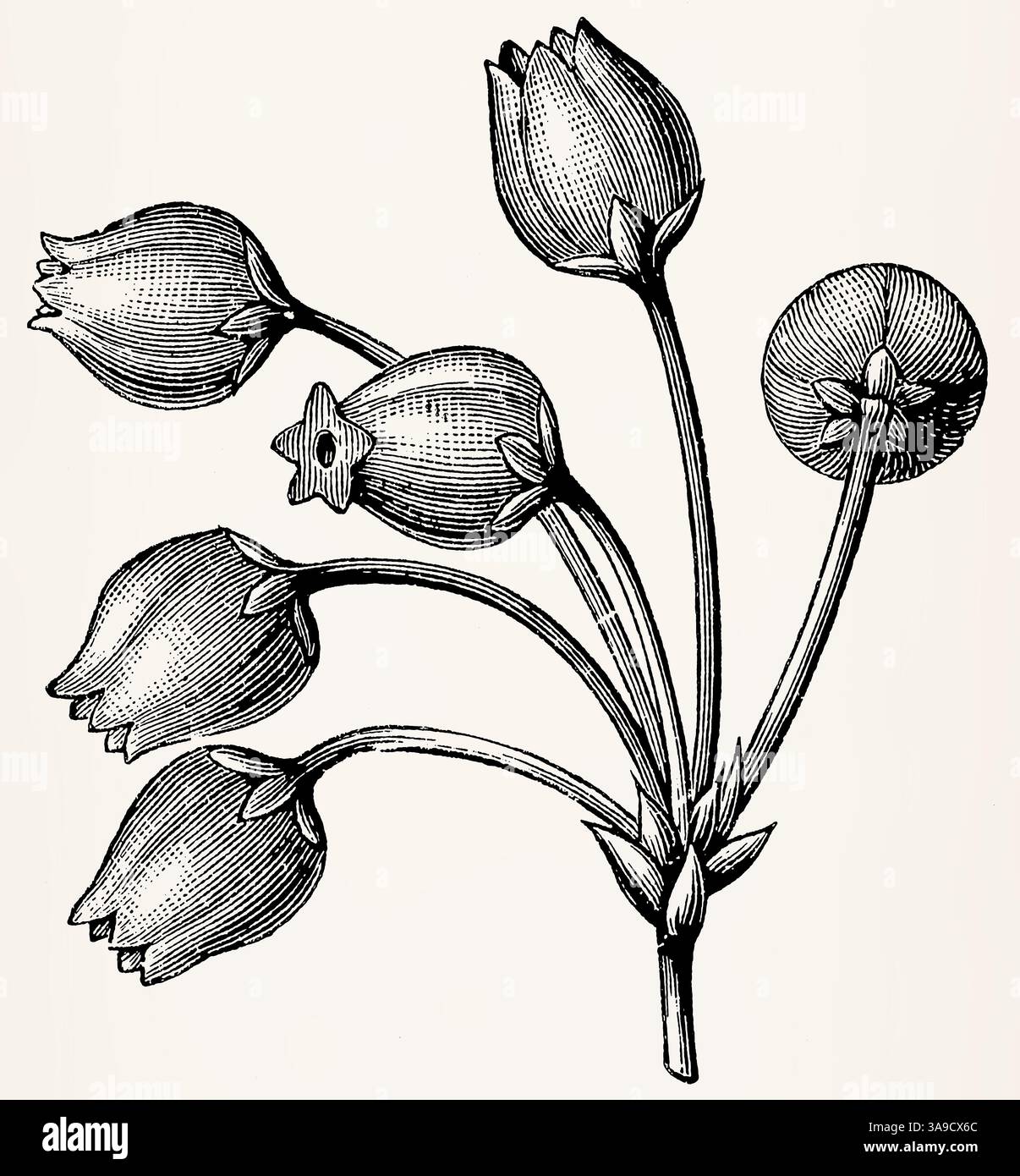 Una semplice umbel è un'infiorescenza con fiori che derivano da un punto comune, tipico di piante come l'aneto. Foto Stock