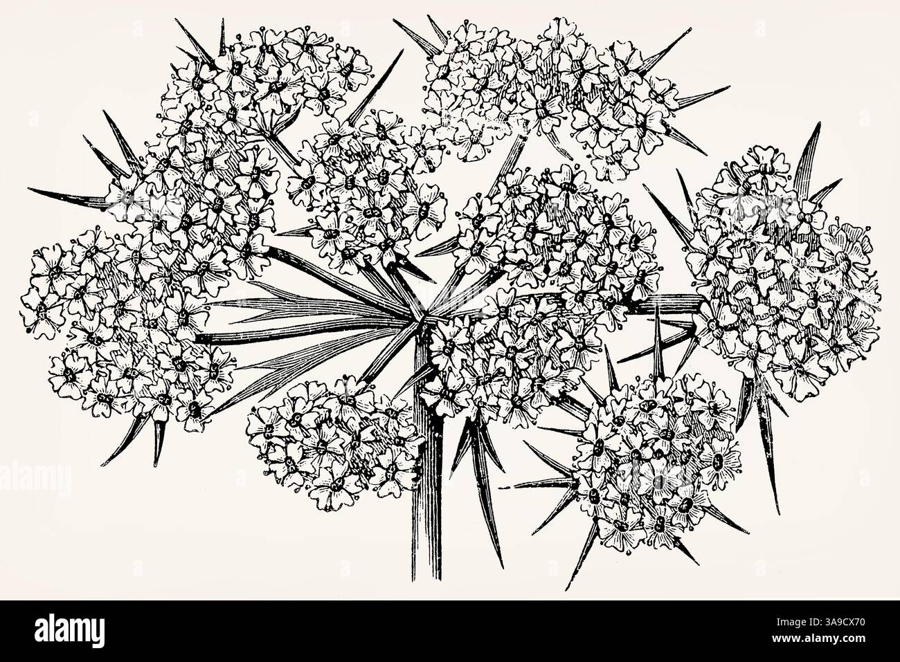 Infiorescenza della specie Compound umbel. Illustrazione stilizzata antica. Foto Stock