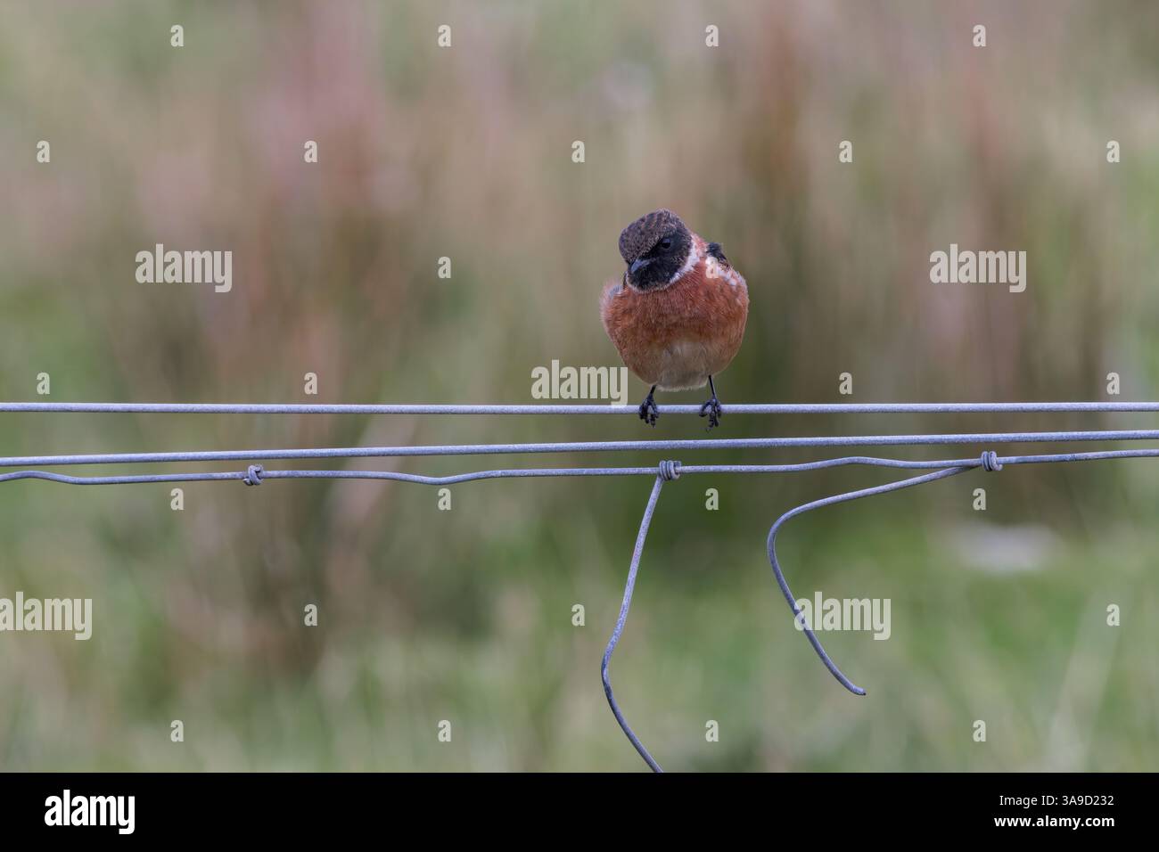 Stonechat [ Saxicola rubicola ] uccello maschio su recinzione metallica Foto Stock