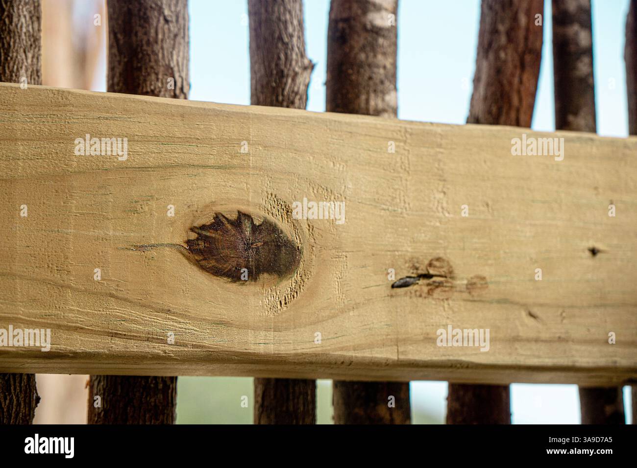 Pannello di legno con impronta foglia e rami di alberi ad Antigua Foto Stock