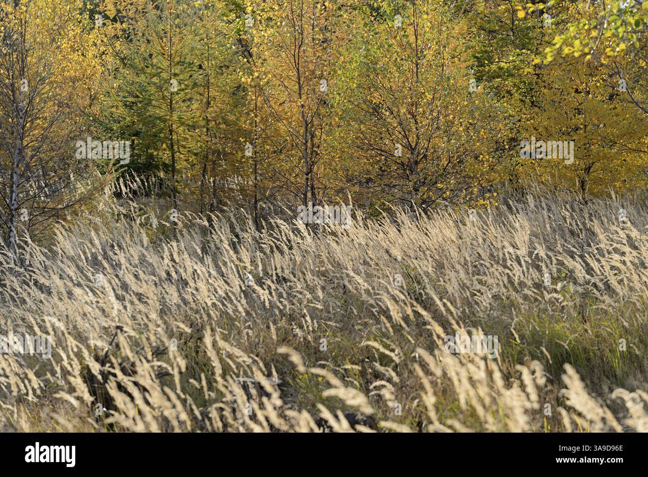 Foresta mista, foresta autunnale, abete rosso (Picea abies), larice (Larix decidua), betulla (Betula) e maneggio (Calamagrostis) in retroluce, Renania settentrionale-WE Foto Stock
