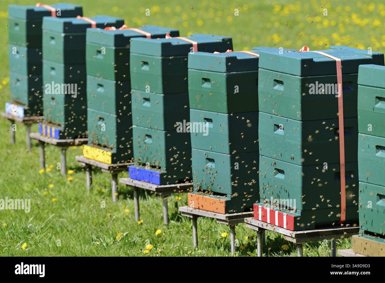 Api mellifere (Apis mellifera) agli alveari, Renania settentrionale-Vestfalia, Germania, Europa Foto Stock