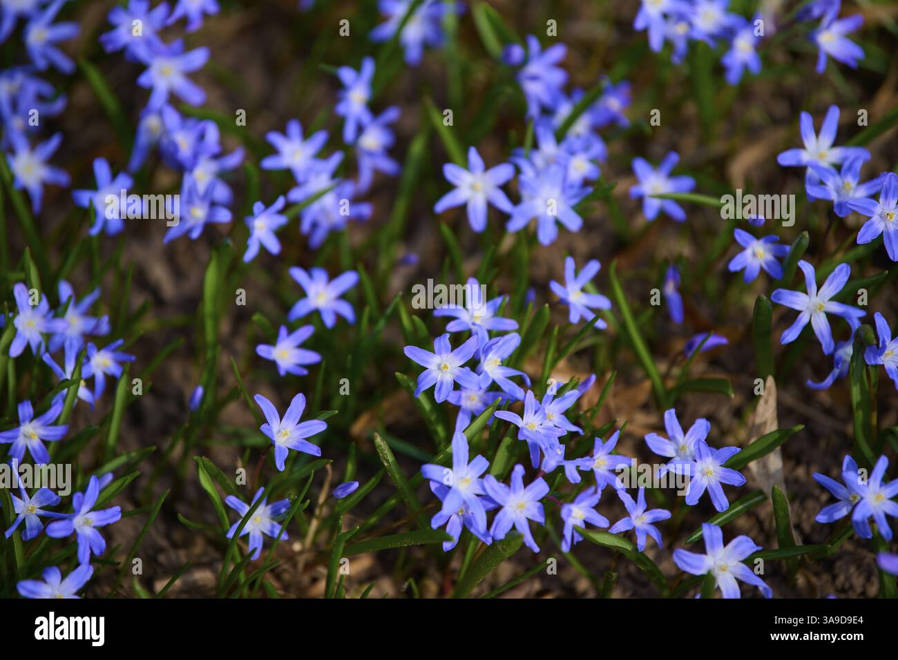 Stella blu (Scilla), un campo di stelle blu blu-viola copre un prato alla luce della primavera, Baden-Wuerttemberg, Germania, Europa Foto Stock