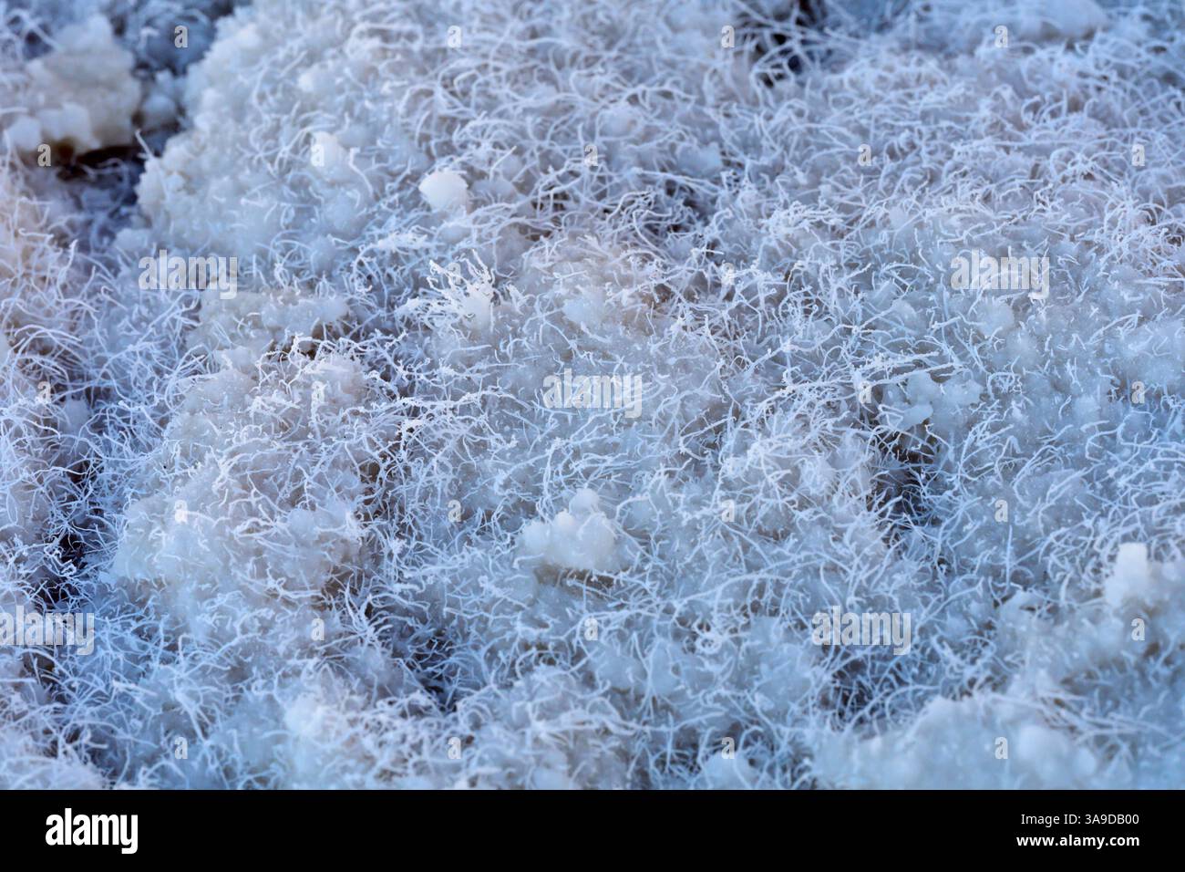 "Fibre di sale" nel bacino Badwater della Death Valley, composto principalmente da cloruro di sodio, Death Valley National Park, California, USA Foto Stock