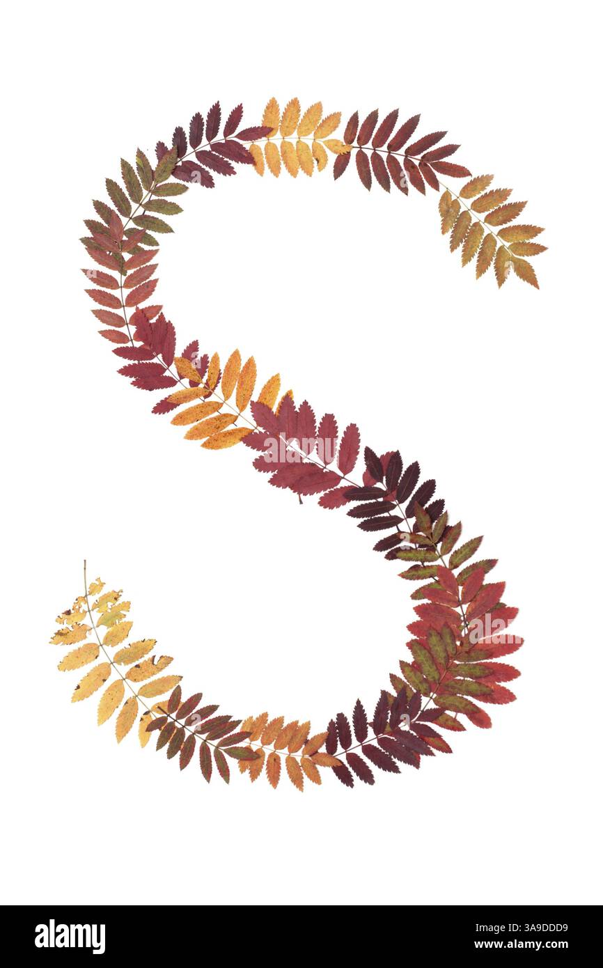 Lettera dell alfabeto S put dal foglio di rowanberry su sfondo bianco Foto Stock