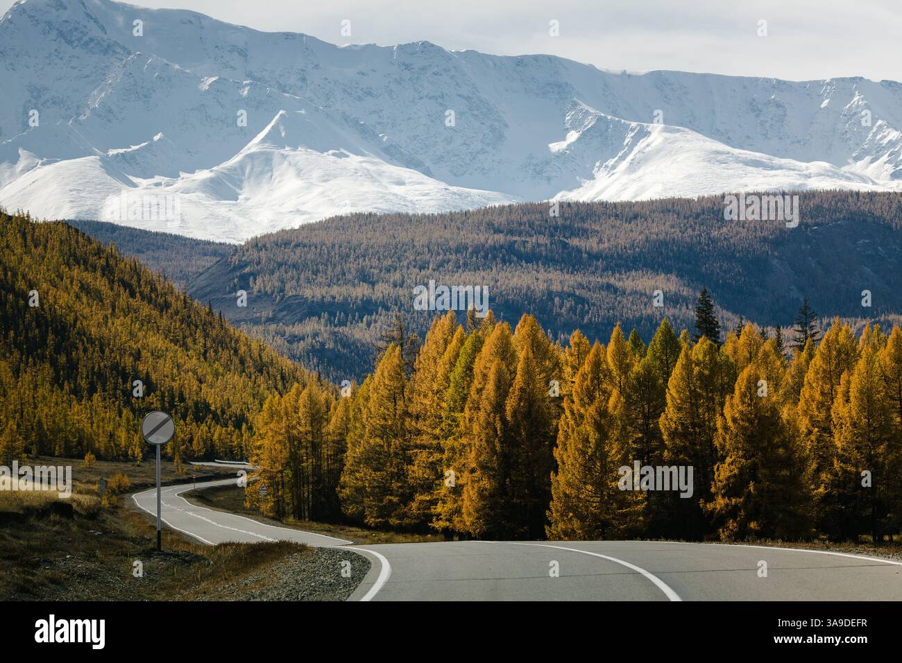 Una strada a zigzag che attraversa una foresta autunnale dorata, con montagne innevate all'orizzonte nella Repubblica di Altai. Foto Stock