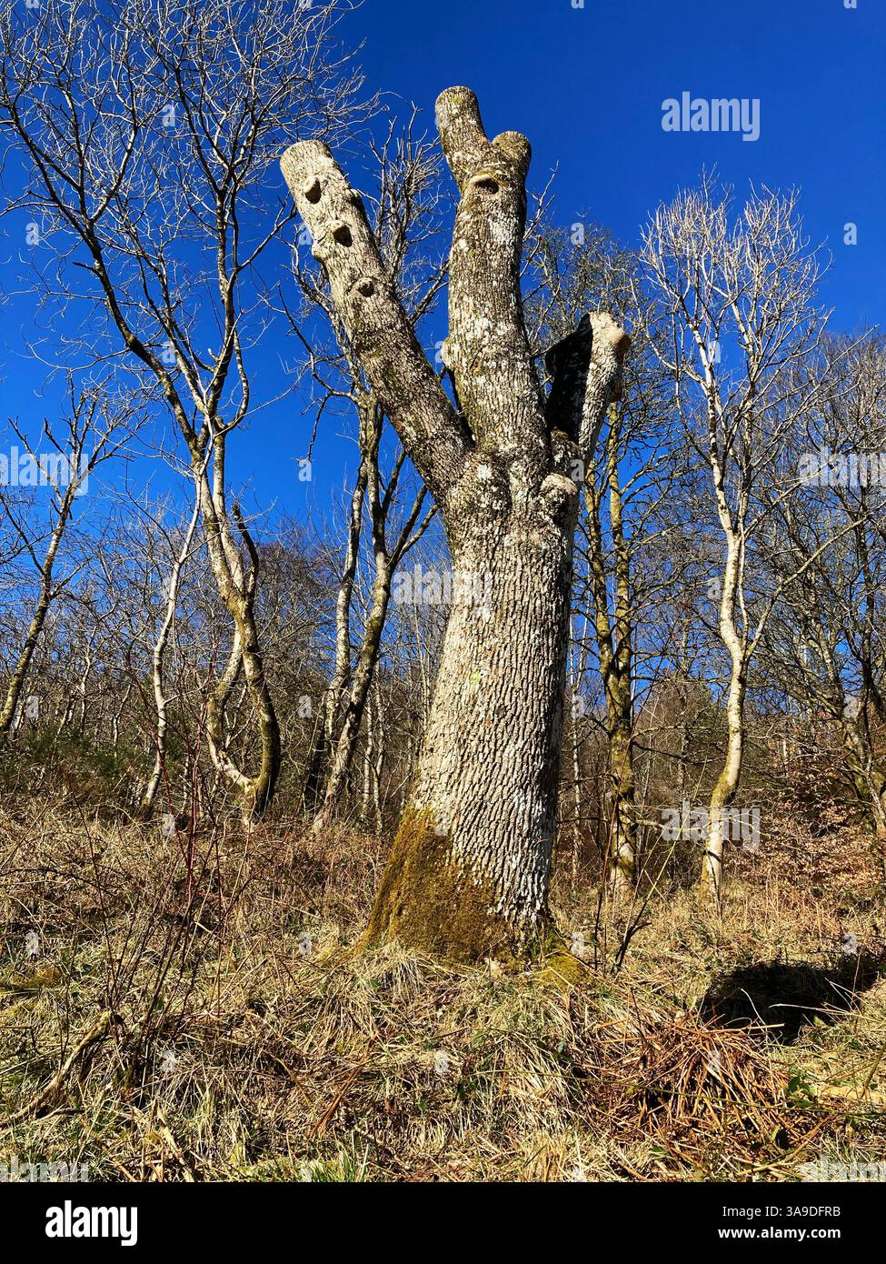 Tronco di albero maturo potato Foto Stock