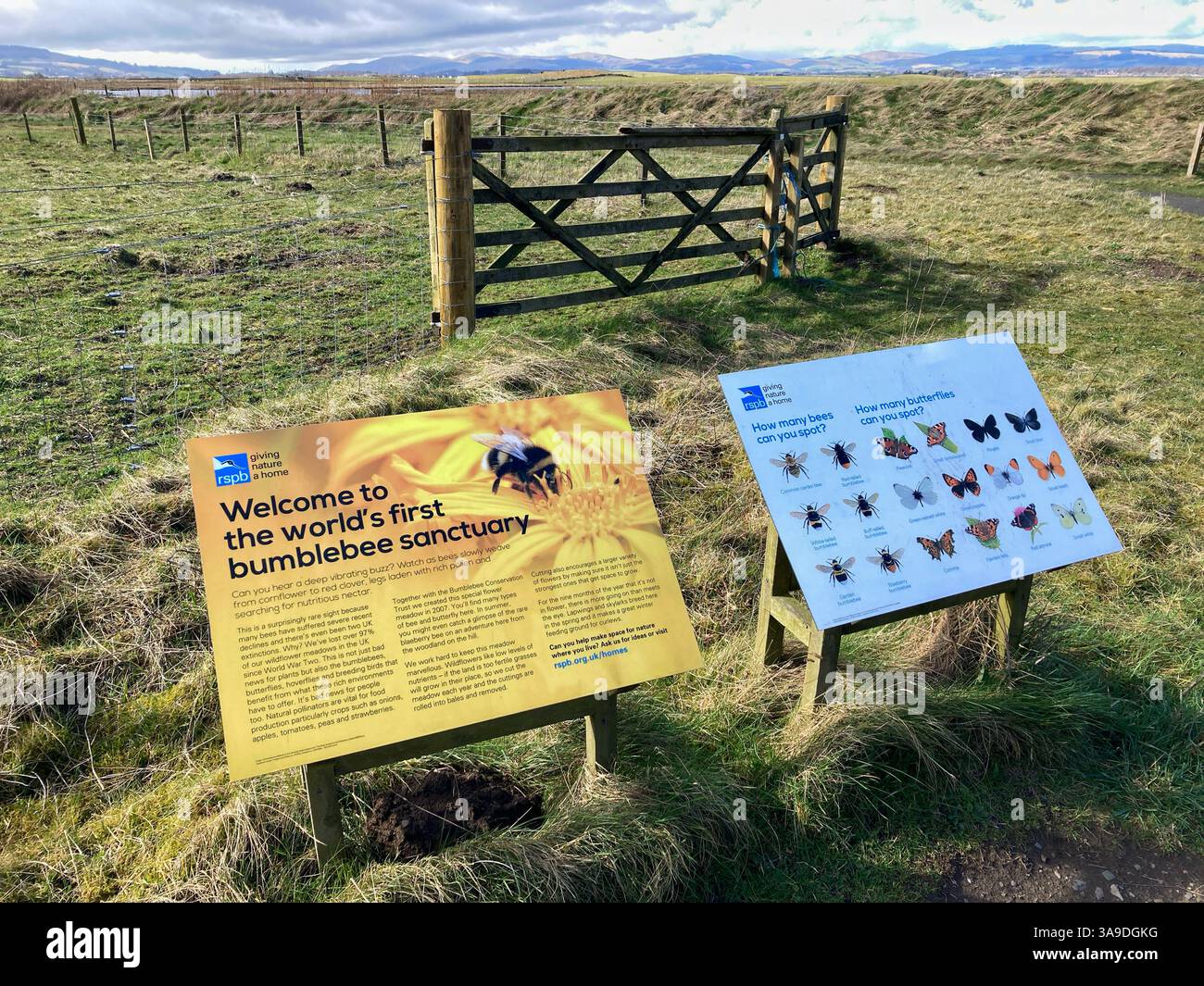 Il primo santuario delle Bumblebee al mondo presso la riserva naturale nazionale RSPB Loch Leven, Kinross, Scozia - Immagine stock catturata con smartphone
