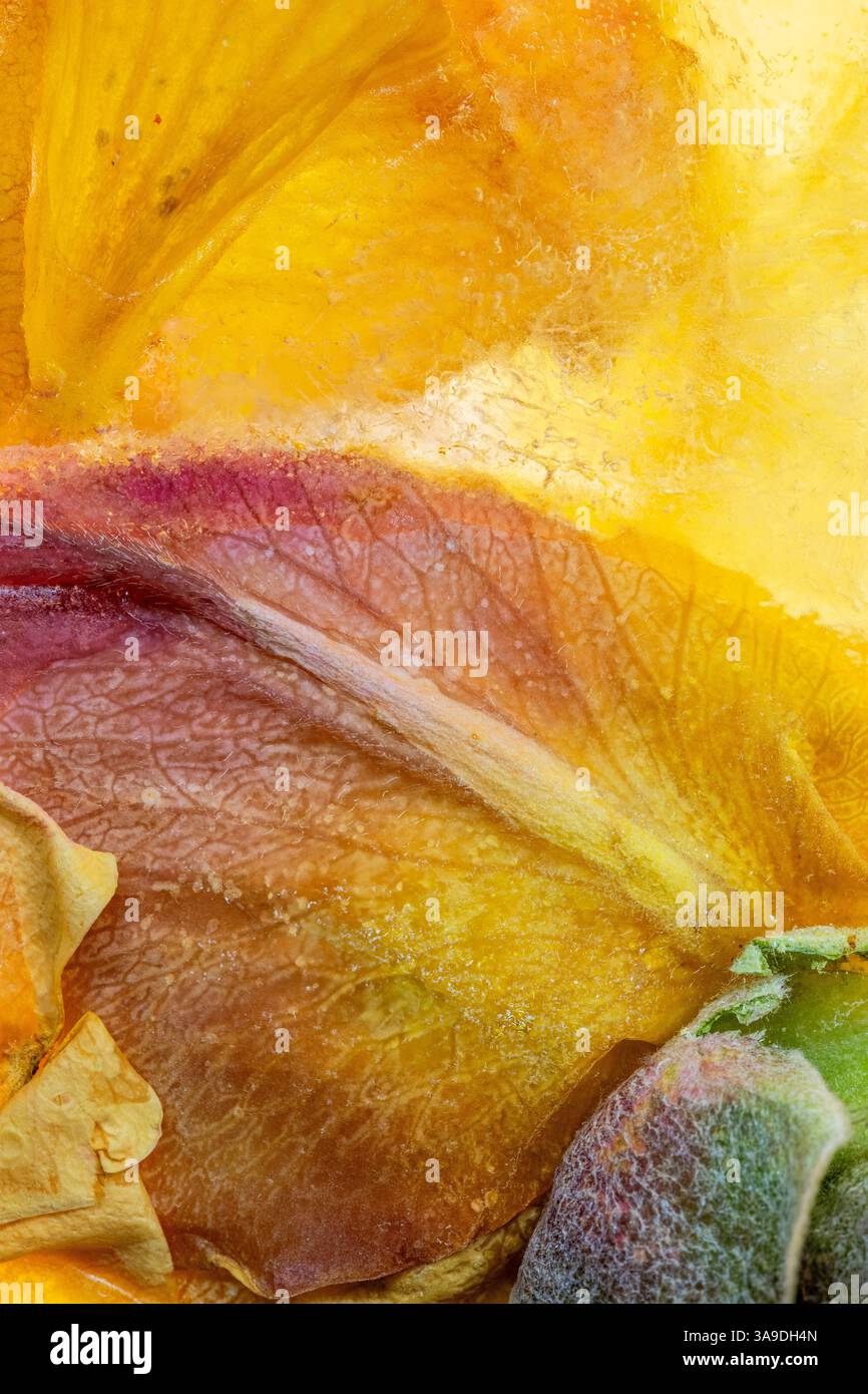 Primo piano sullo sfondo di fiori gialli congelati retroilluminati Foto Stock