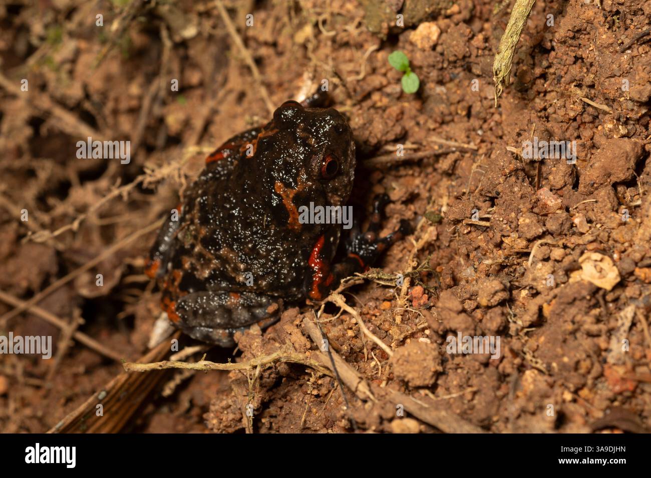Juvanile Banded Bullfrog, Kaloula pulchra, Microhylidae, Khao Sok National Park. Thailandia, Asia Foto Stock