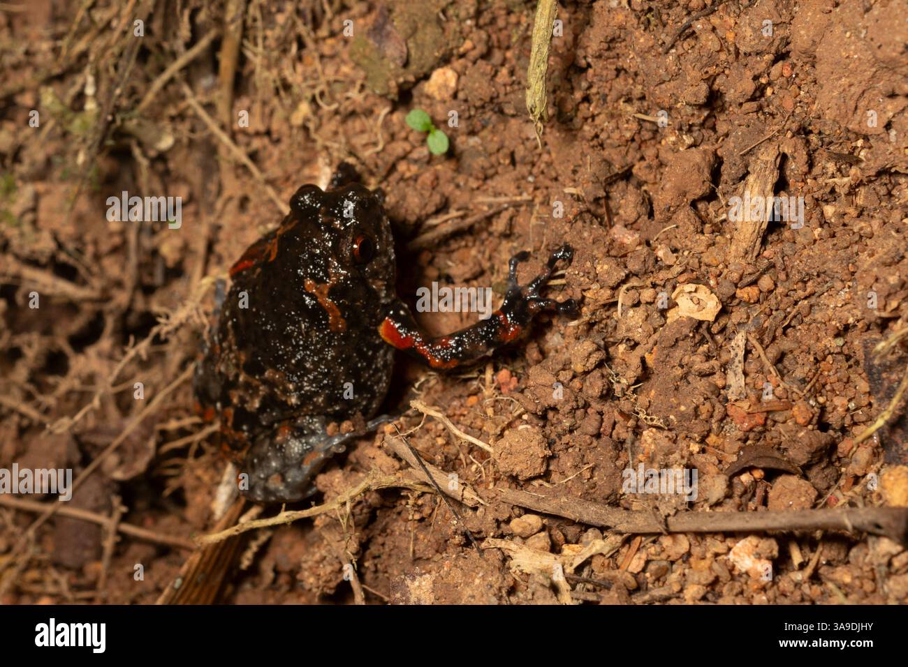 Juvanile Banded Bullfrog, Kaloula pulchra, Microhylidae, Khao Sok National Park. Thailandia, Asia Foto Stock