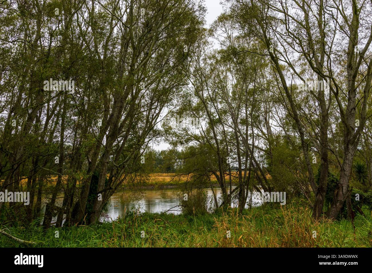 Paesaggio mattutino piovoso sul fiume Clutha nell'Isola del Sud, nuova Zelanda Foto Stock