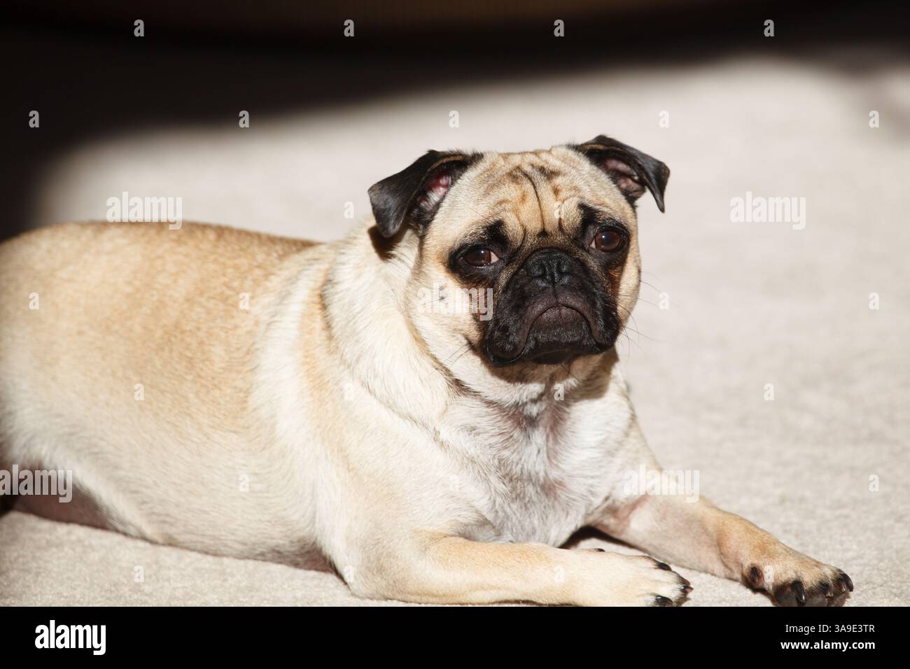 Un cane cane da compagnia addormentato che si è appena svegliato dopo un pisolino. Foto Stock
