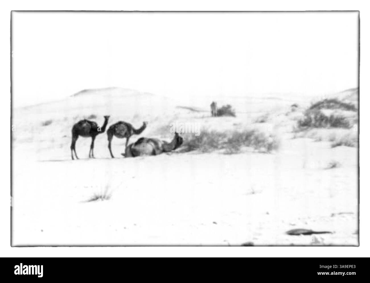 Scene di al-Hofuf, al-Ahsa, Arabia Saudita, abt 1968 Foto Stock