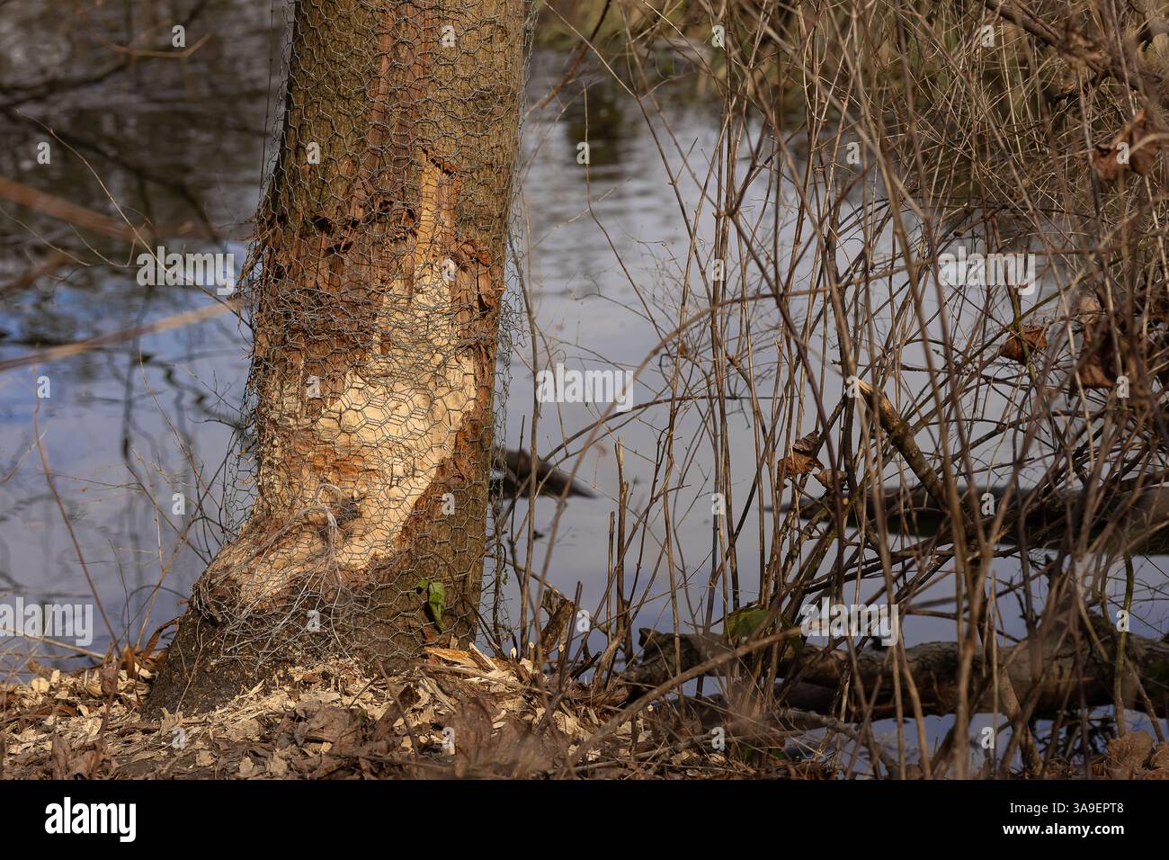 Tronco di albero parzialmente gnalato da castori con rete metallica protettiva vicino a una sponda del fiume in un ambiente naturale. Comportamento degli animali e interazione degli habitat Foto Stock