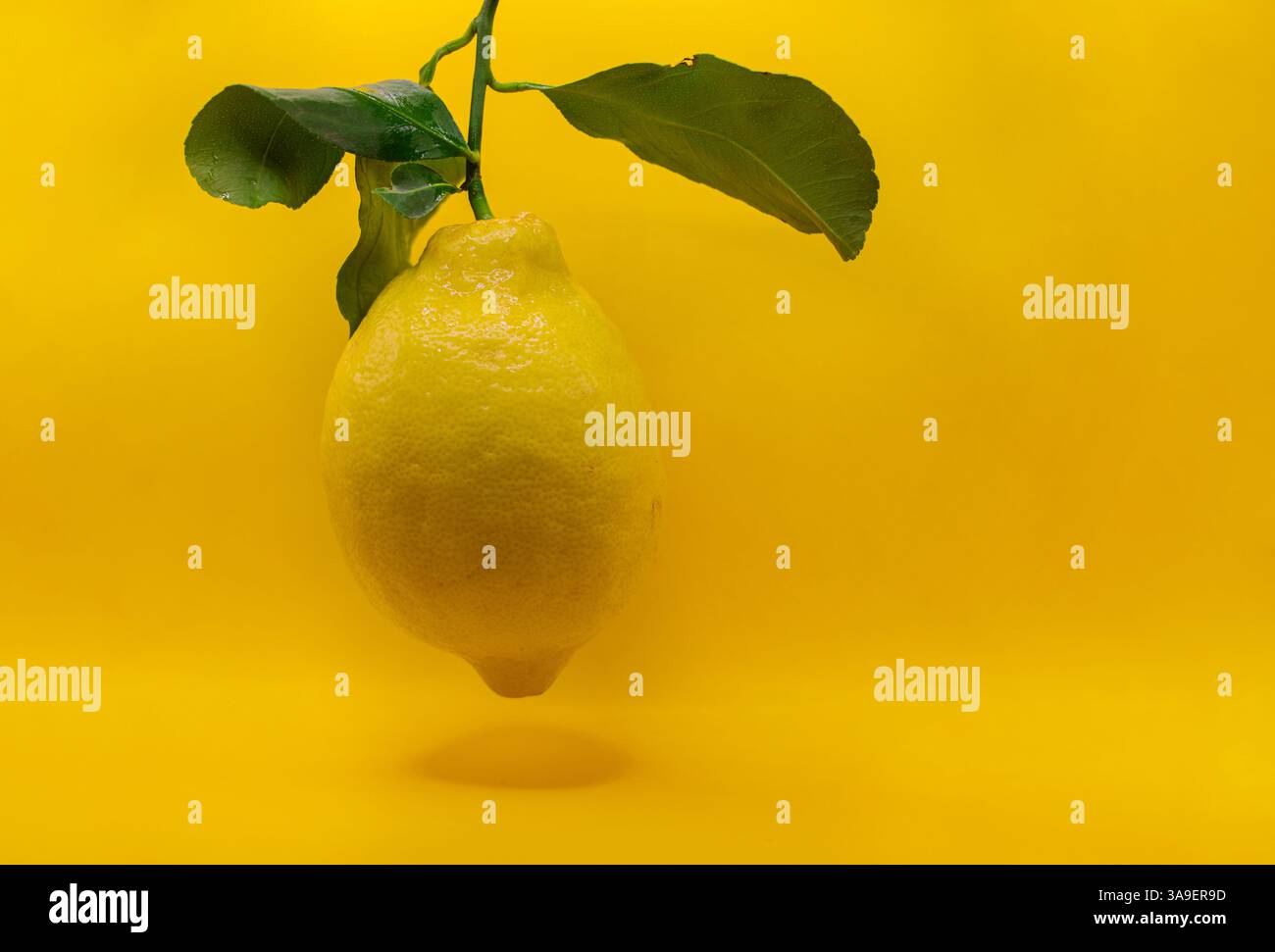 Un limone fresco con foglie verdi su un vivace sfondo giallo. Foto Stock