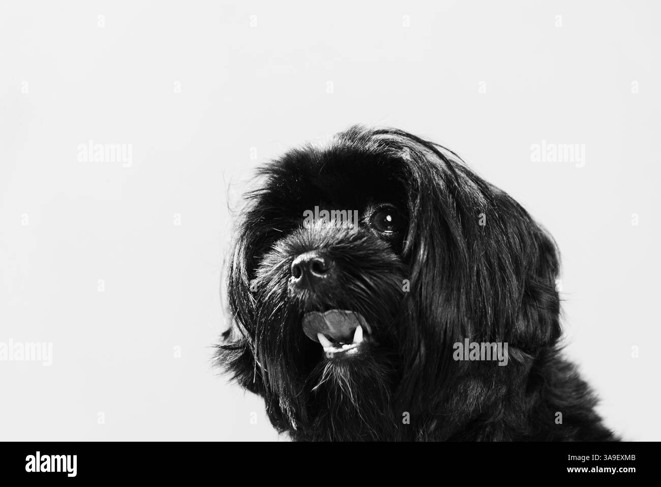 Primo piano in bianco e nero di un piccolo cane peloso ​​with bocca aperta. Isolato su sfondo nero. Carino animale domestico. Foto Stock