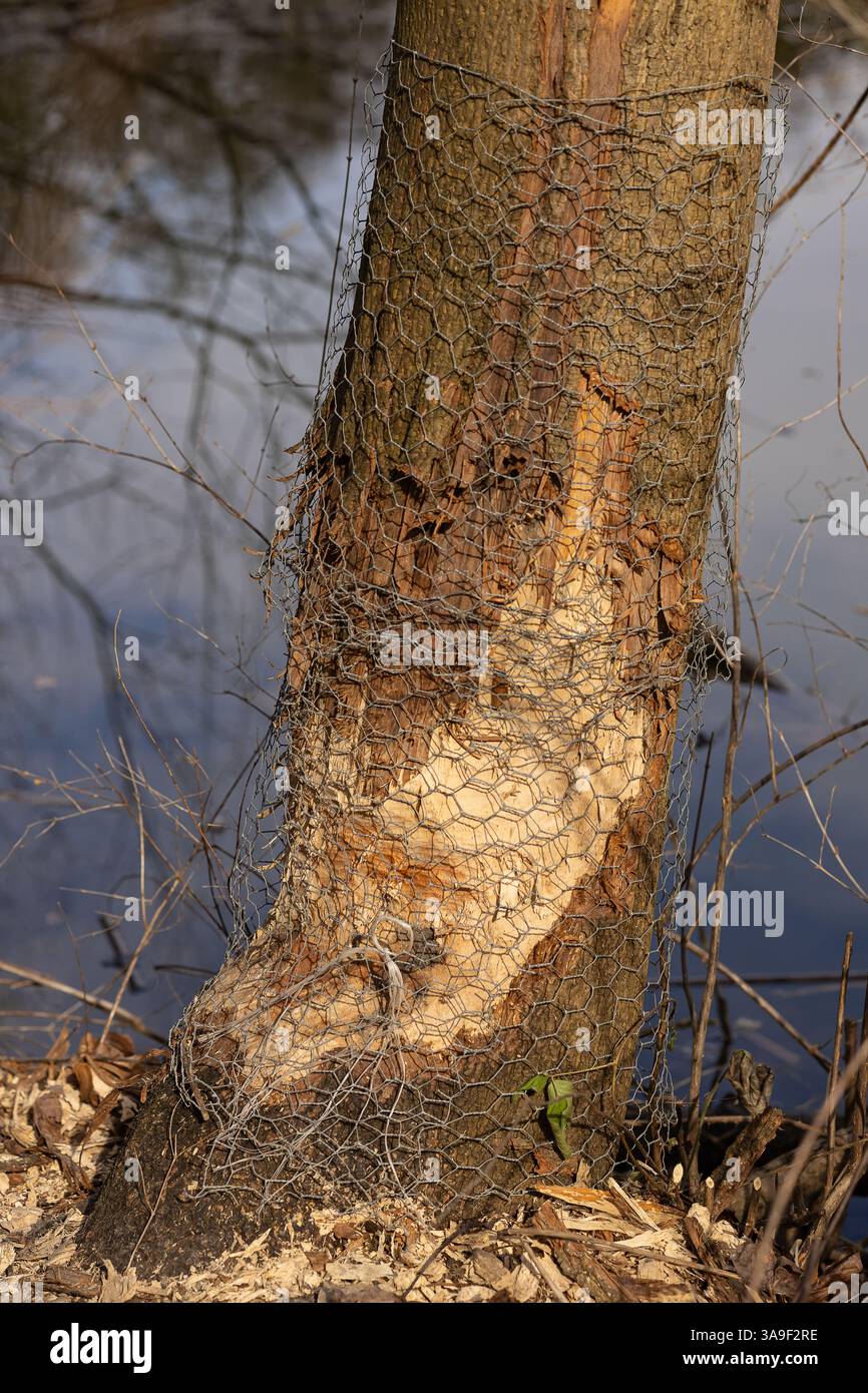 Tronco d'albero con rete metallica protettiva, parzialmente masticato dai castori vicino a un fiume. Interazione con la fauna selvatica e sforzi umani per salvaguardare gli alberi Foto Stock