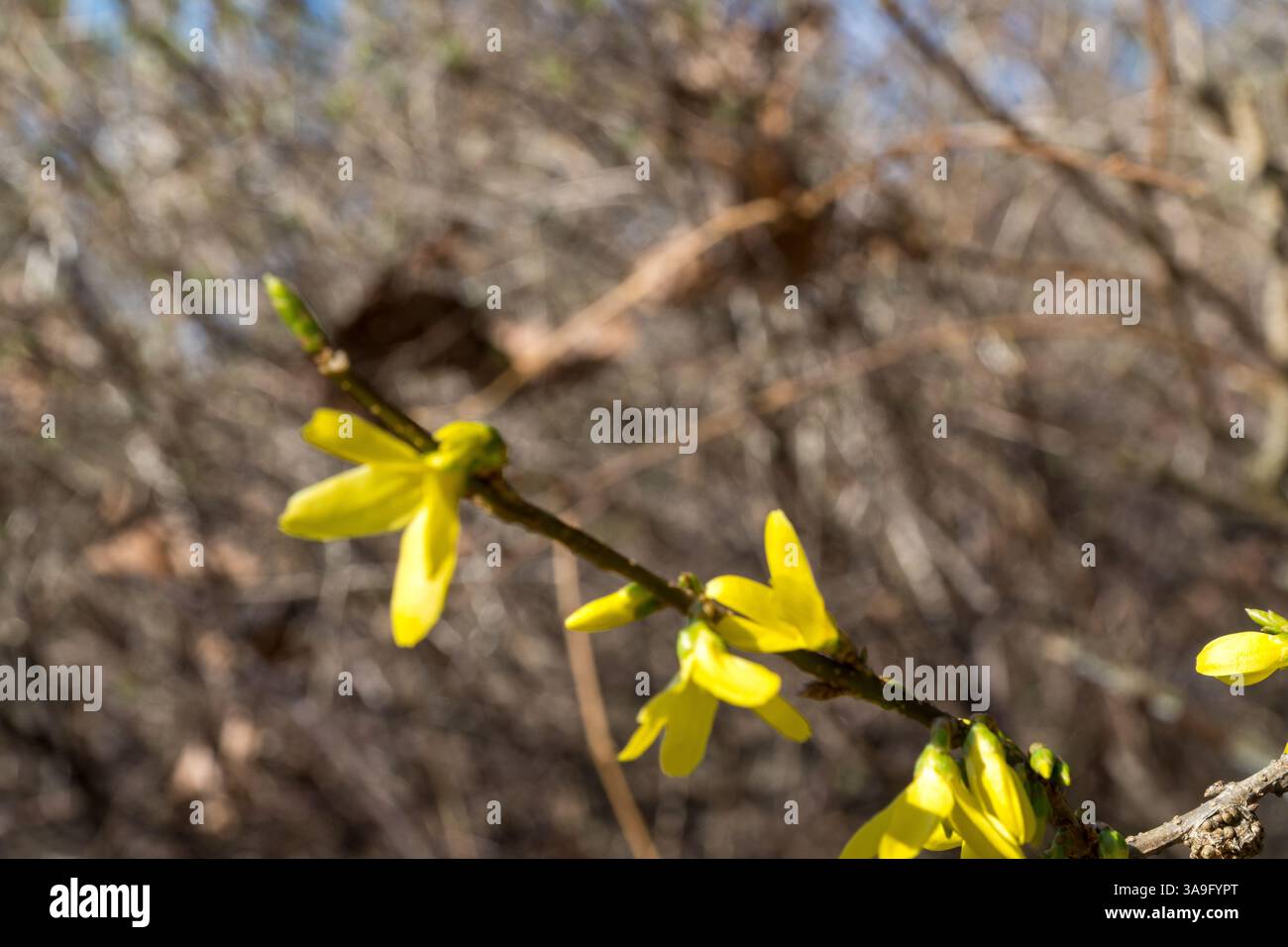 Immagine intenzionalmente o naturalmente a fuoco morbido dei fiori di Forsythia in fiore su un ramo sottile. Lo sfondo è un groviglio di ramoscelli. Foto Stock