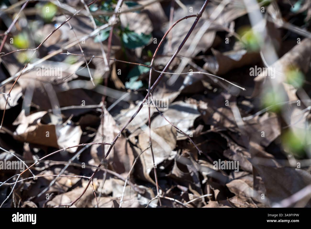 Un letto di foglie sbiadite si estende sul terreno, riparando la fragile rete di ramoscelli asciutti e rossastri. Foto Stock