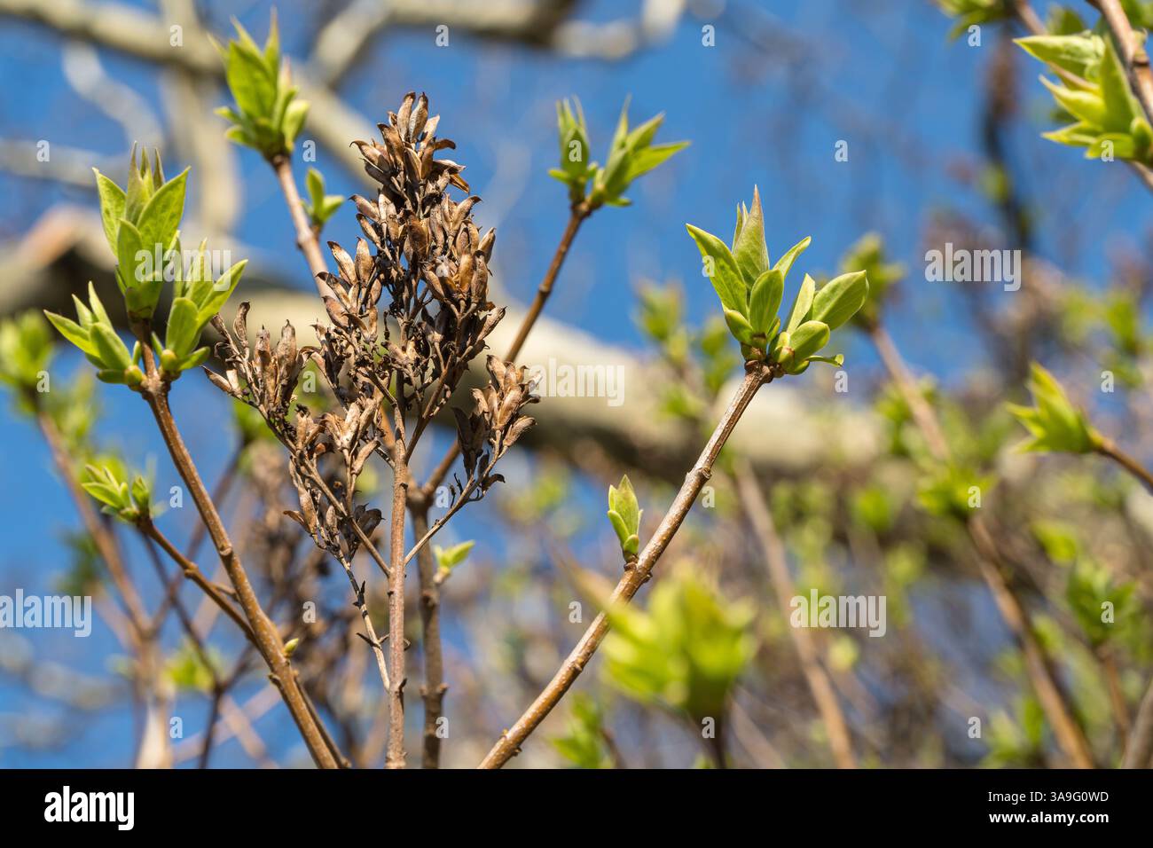 Un primo piano simbolico di gemme fresche di foglie primaverili che emergono insieme a cialde di semi essiccati della stagione precedente, si è scontrato con un cielo azzurro. Foto Stock