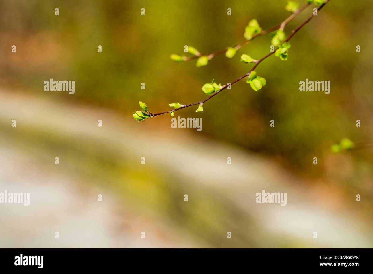Macro shot minimalista di delicati gemme verdi che emergono su un ramo sottile. Lo sfondo sfocato presenta toni naturali e delicati. Foto Stock