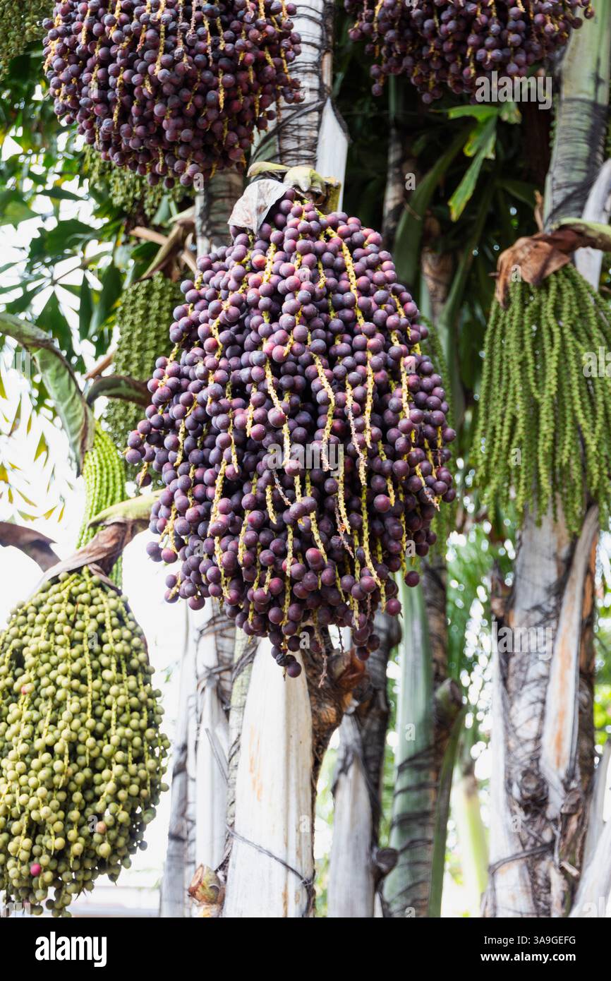 Caryota mitis - palmier à queue de poisson - environ 120 cm de haut - palmier solitaire