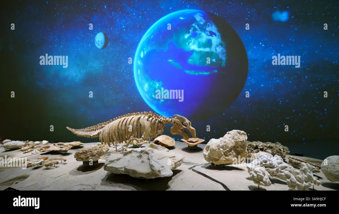 Doha, Qatar - 06 gennaio 2024, una vista panoramica di reperti paleotologici, scheletro e fossili, un'immagine della Terra e delle stelle è proiettata sullo sfondo, un Foto Stock
