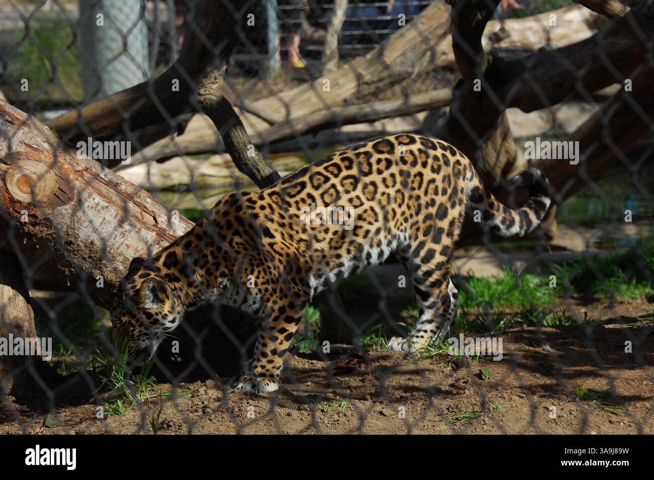 Giaguaro dietro la scherma allo zoo di San Diego, California, simboleggia la conservazione della fauna selvatica e le sfide della prigionia dei grandi gatti. Foto Stock Giaguaro dietro la scherma allo zoo di San Diego, California, simboleggia la conservazione della fauna selvatica e le sfide della prigionia dei grandi gatti. Foto Stock