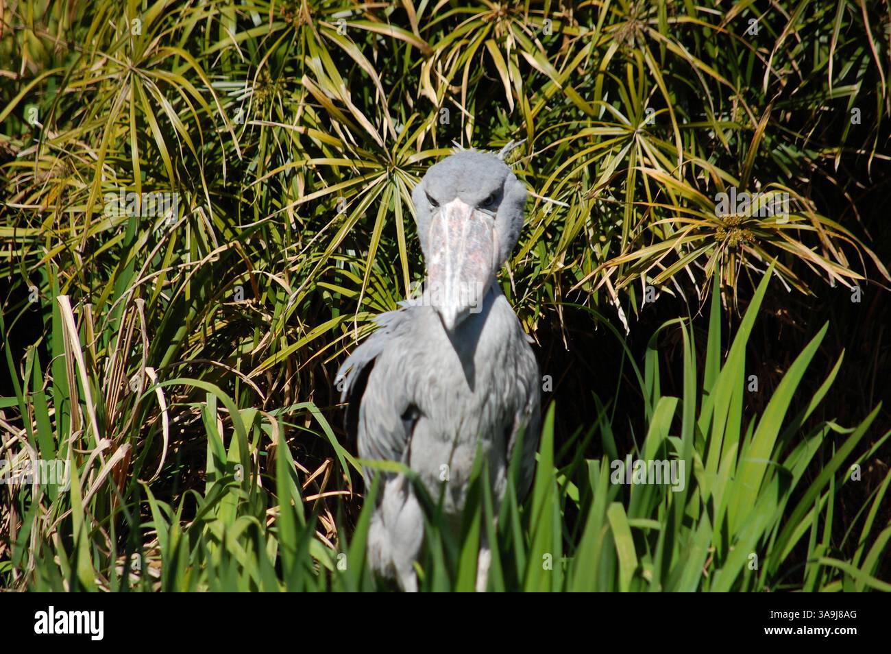 Shoebill Stork al San Diego Zoo Safari Park, California, simboleggia la conservazione della fauna selvatica e la protezione delle specie rare di uccelli. Foto Stock