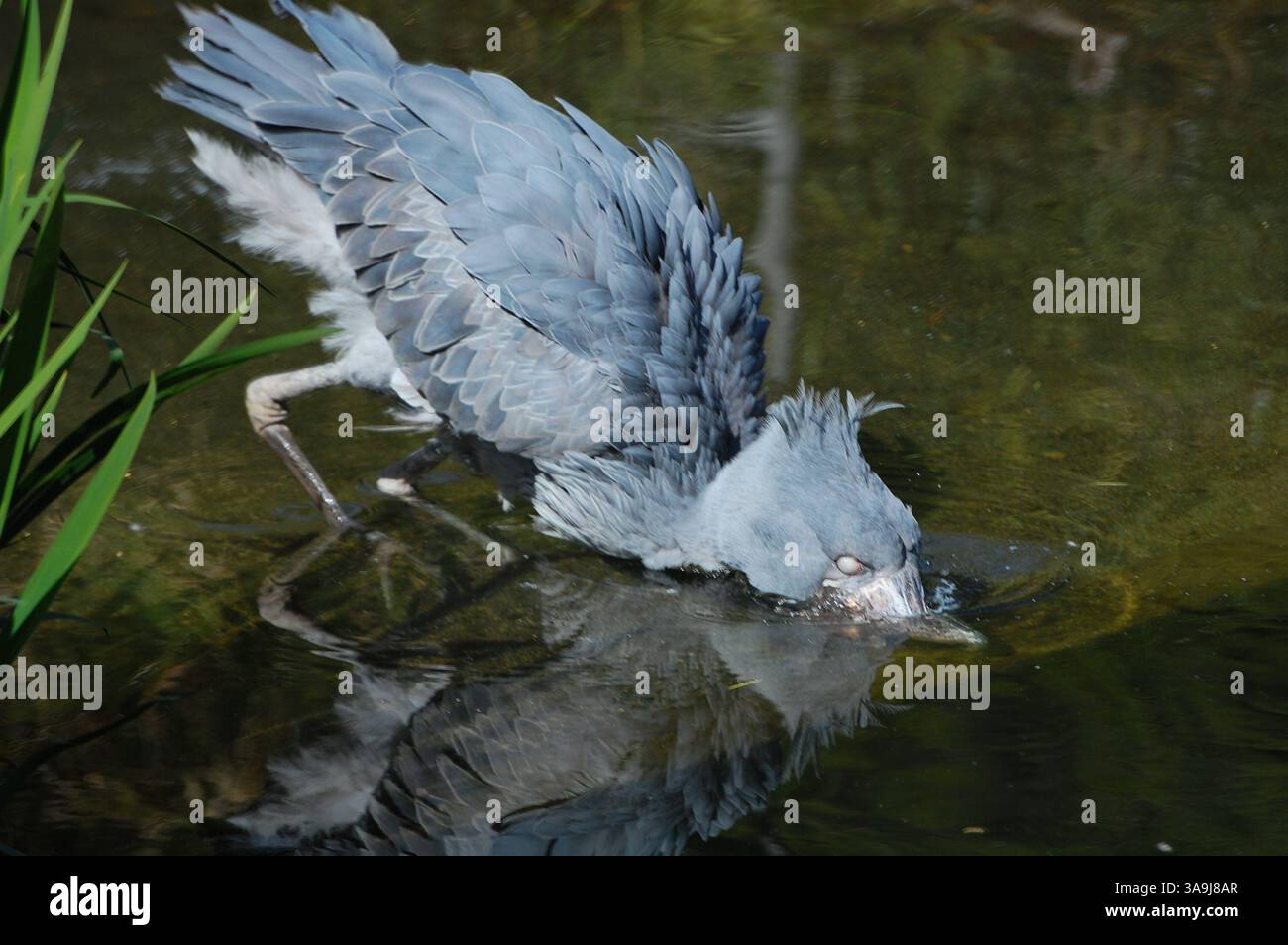 Shoebill Stork al San Diego Zoo Safari Park, California, simboleggia la conservazione della fauna selvatica e la protezione delle specie rare di uccelli. Foto Stock