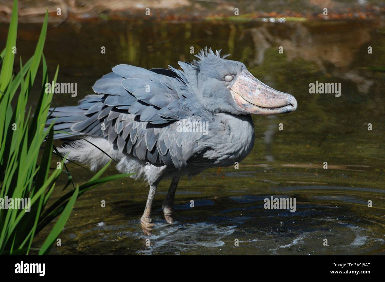 Shoebill Stork al San Diego Zoo Safari Park, California, simboleggia la conservazione della fauna selvatica e la protezione delle specie rare di uccelli. Foto Stock
