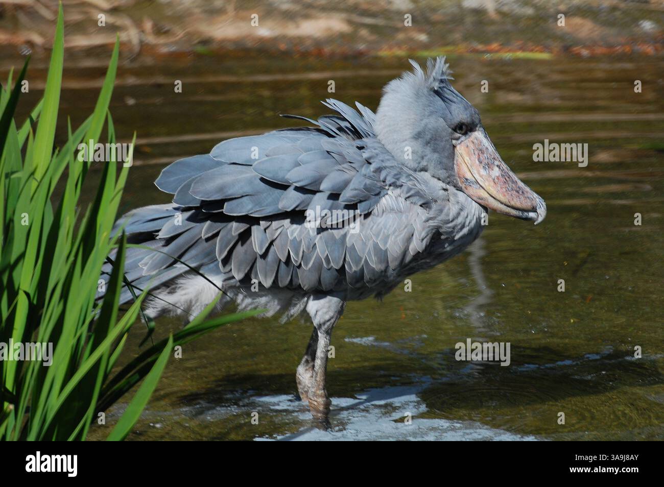 Shoebill Stork al San Diego Zoo Safari Park, California, simboleggia la conservazione della fauna selvatica e la protezione delle specie rare di uccelli. Foto Stock