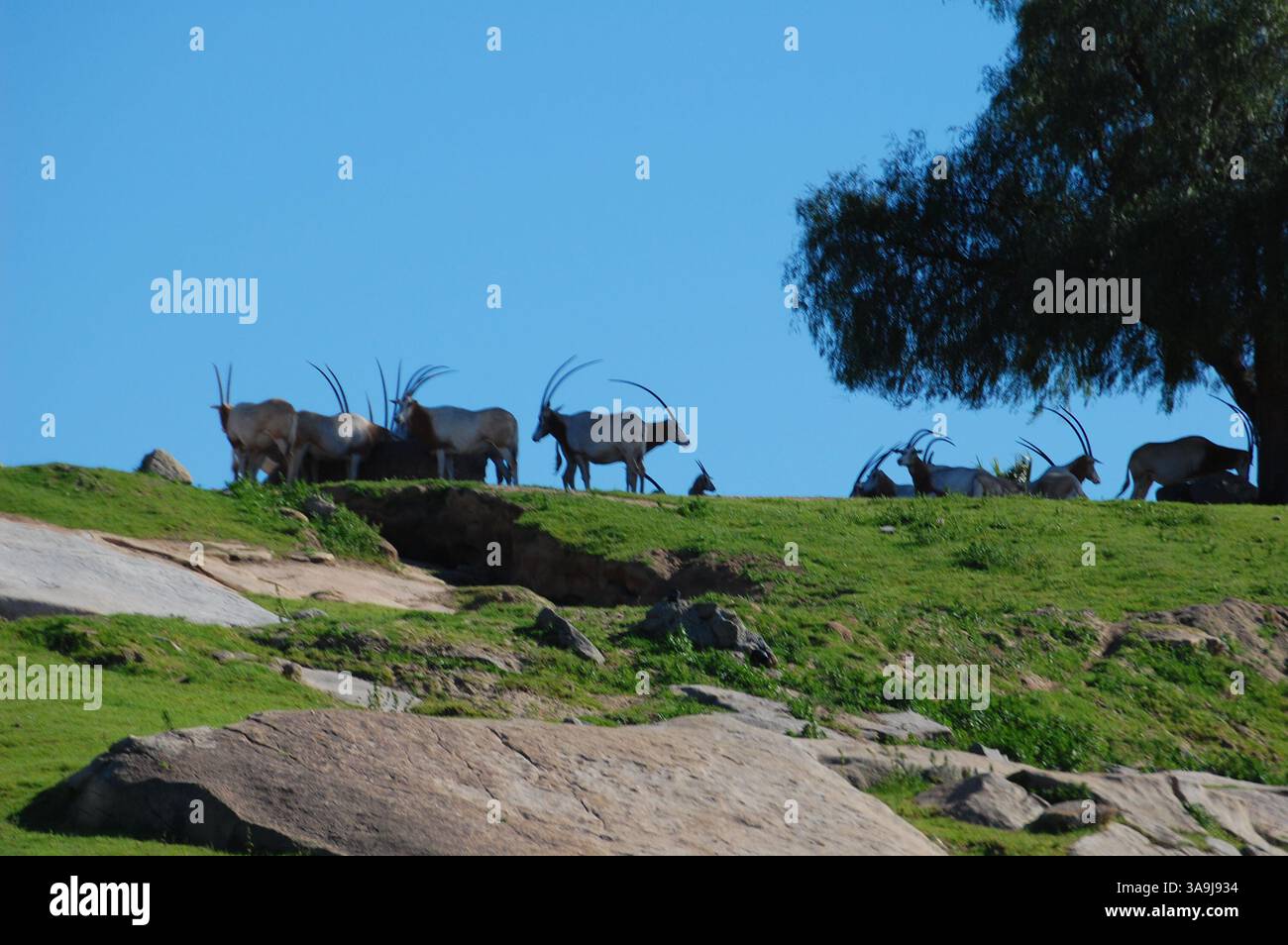 Branco di orici dalle corna Scimitar che pascolano al San Diego Zoo Safari Park, California, parte degli sforzi di conservazione globale per le specie estinte in natura. Foto Stock