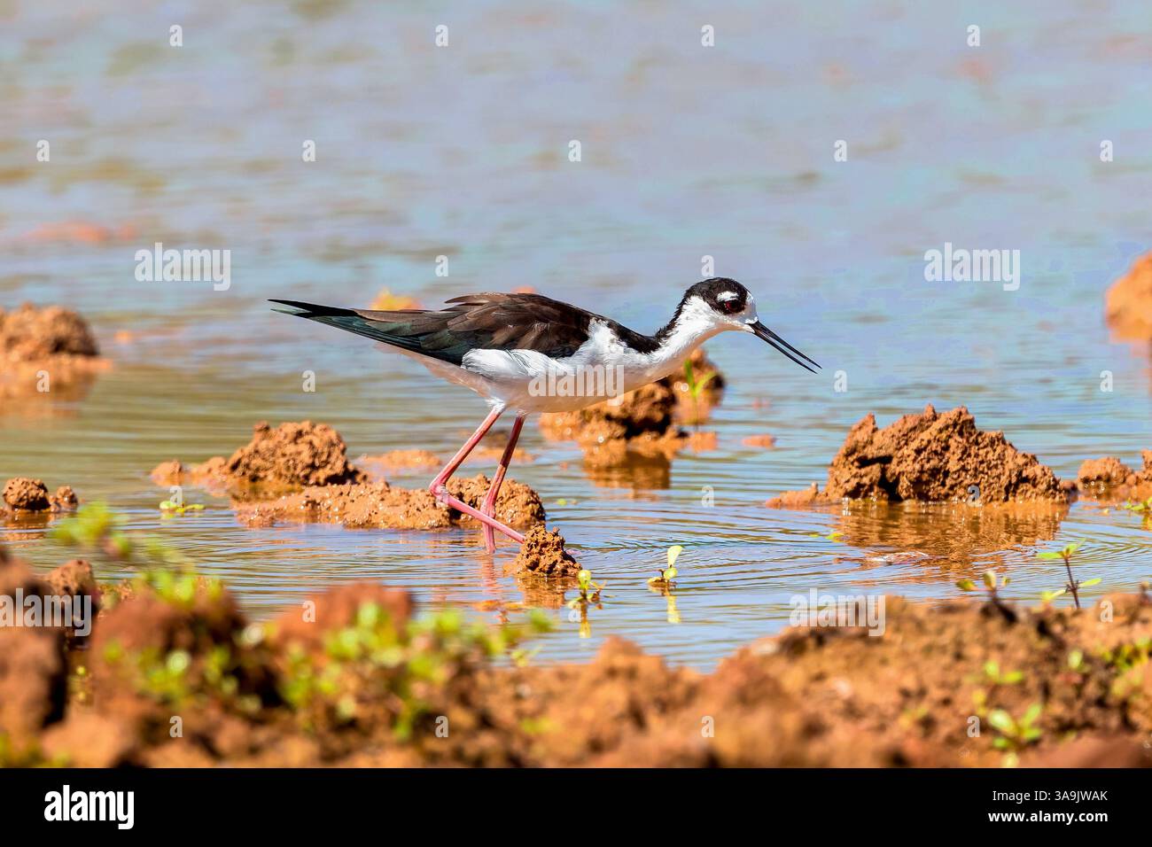 Primo piano di un uccello Stilt dal collo nero con becco aperto, camminando e foraggiando attraverso una distesa fangosa Habitat. Foto Stock