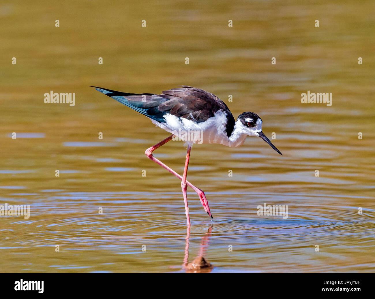 Un'inclinazione a collo nero con un grande occhio rosso, piume scintillanti e zampe rosa graziose che si appoggiano sopra per foraggio per cibo in acque poco profonde. Foto Stock