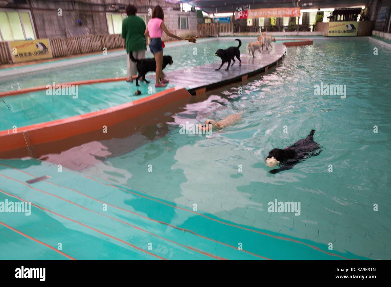Il cane di Chen nuota nella piscina per cani. Foto Stock