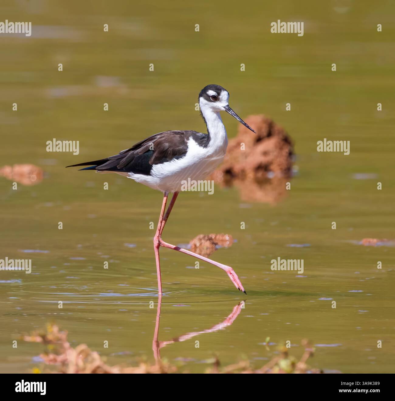Un uccello Stilt dal collo nero che cammina elegantemente attraverso un habitat riparo di distese fangose al Gilbert Water Ranch in Arizona. Vista ravvicinata. Foto Stock
