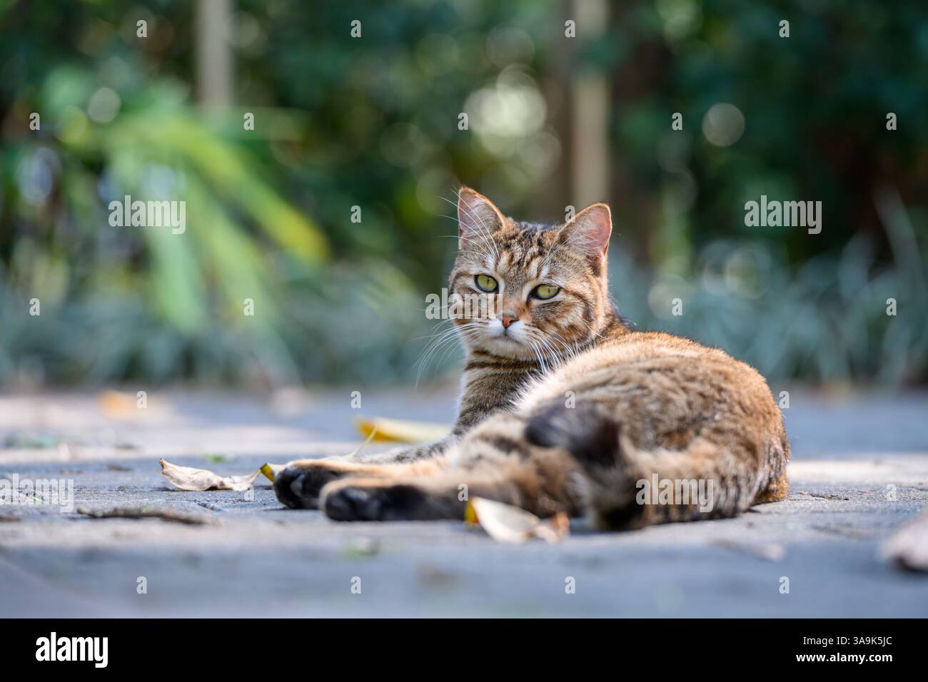 All'aperto, gatto a terra Foto Stock