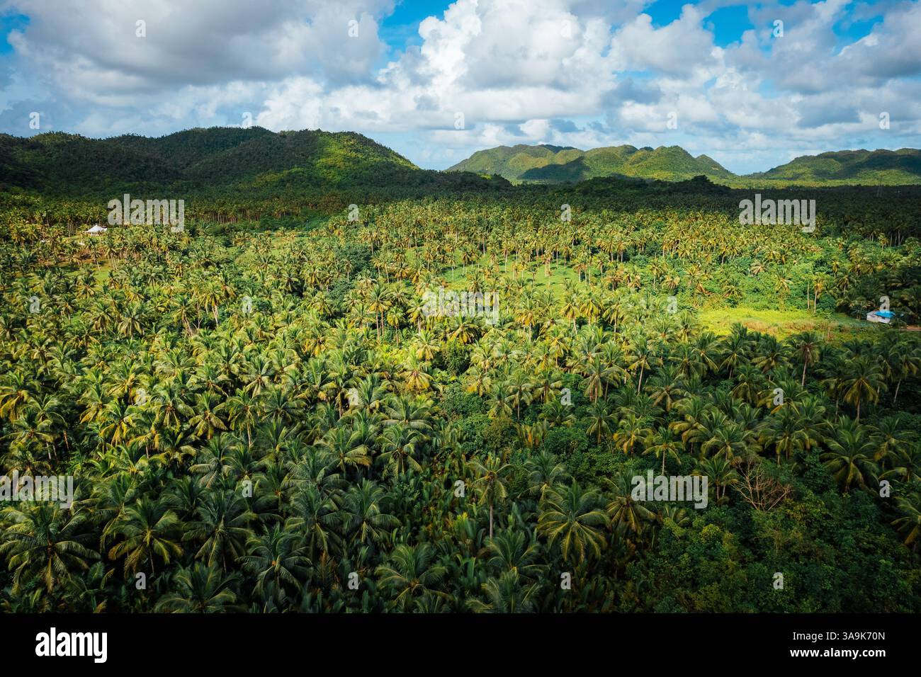 Endless Coconut Plantation of Siargao - Un meraviglioso mare di torreggianti palme che si estende attraverso l'isola, che mostra la bellezza della natura ed è Foto Stock