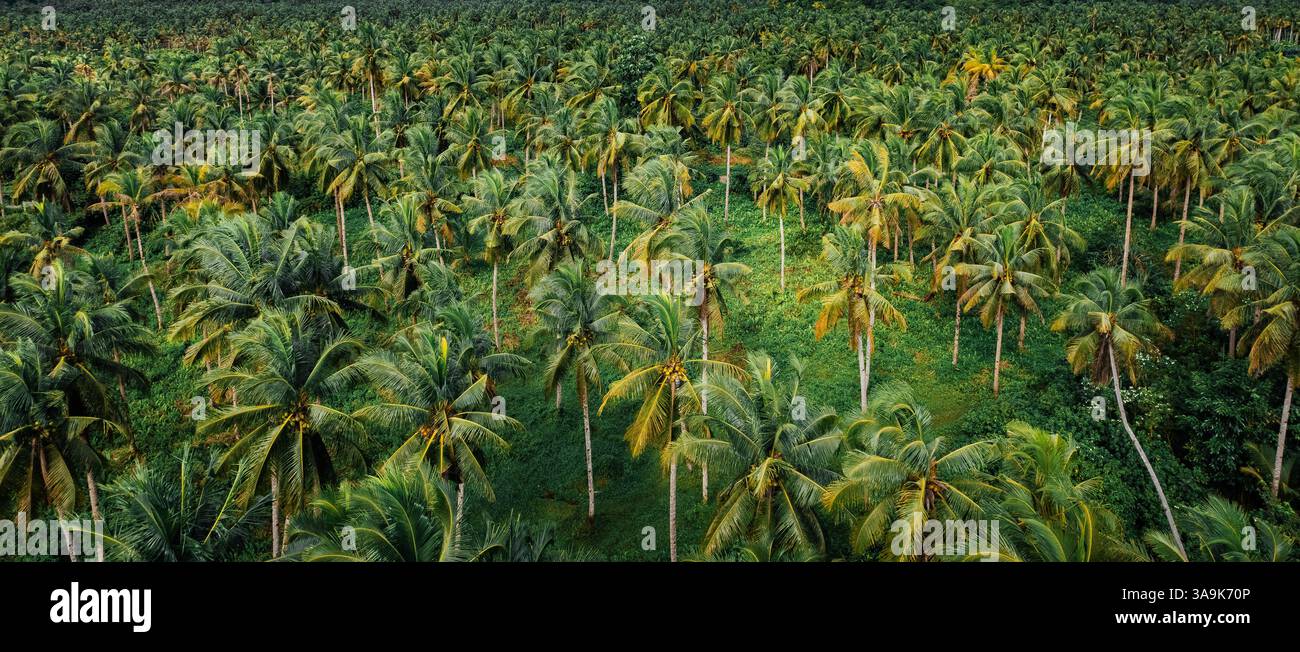 Endless Coconut Plantation of Siargao - Un meraviglioso mare di torreggianti palme che si estende attraverso l'isola, che mostra la bellezza della natura ed è Foto Stock