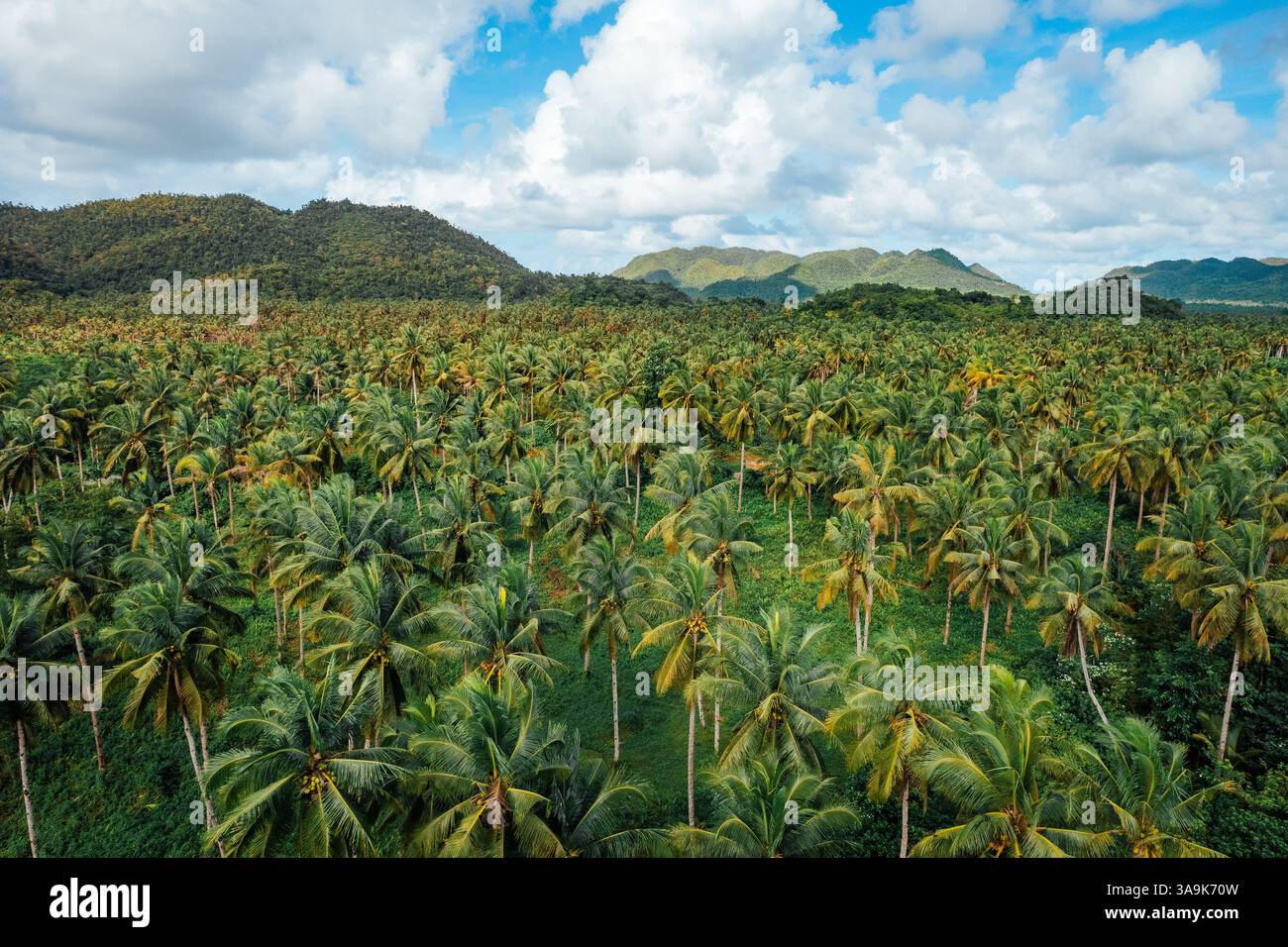 Endless Coconut Plantation of Siargao - Un meraviglioso mare di torreggianti palme che si estende attraverso l'isola, che mostra la bellezza della natura ed è Foto Stock